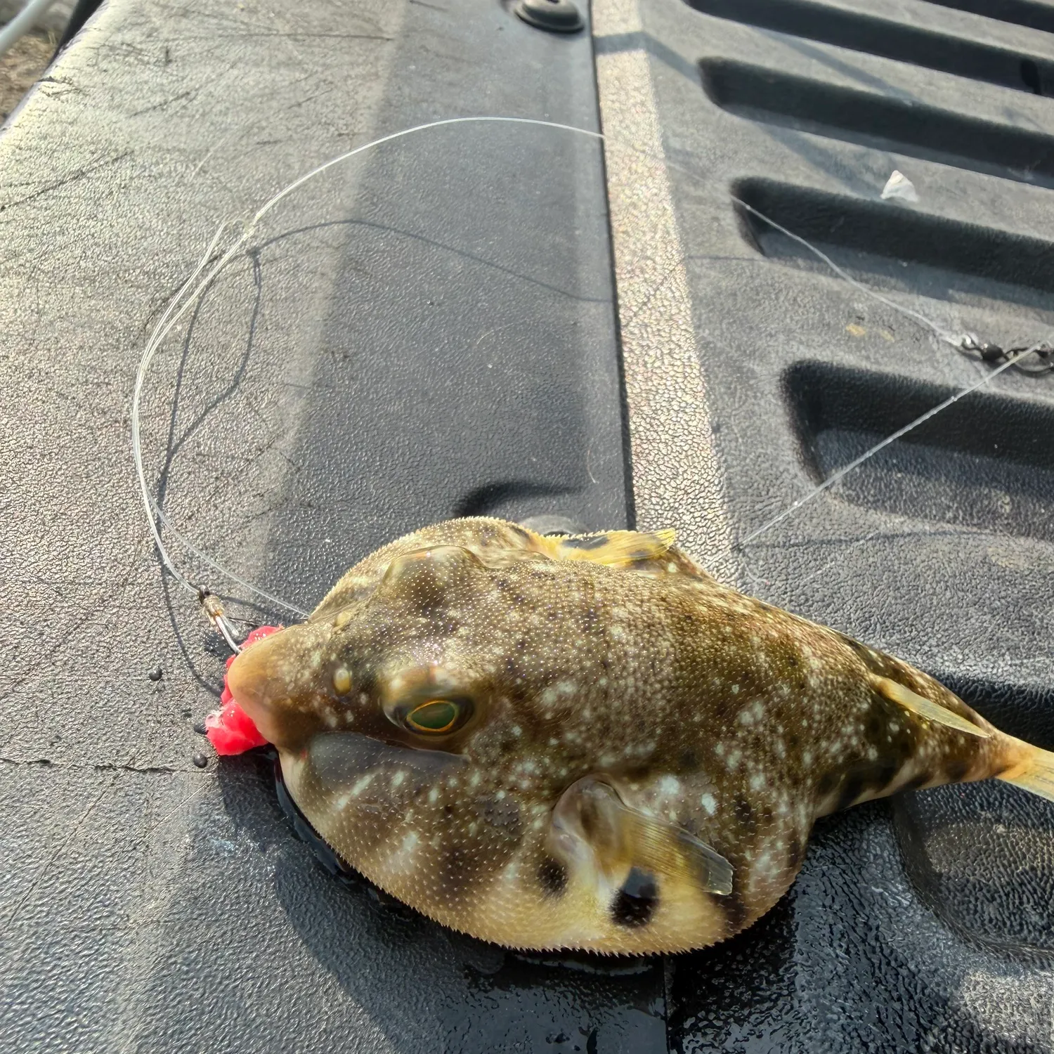 The most recent Northern puffer catches on Fishbrain