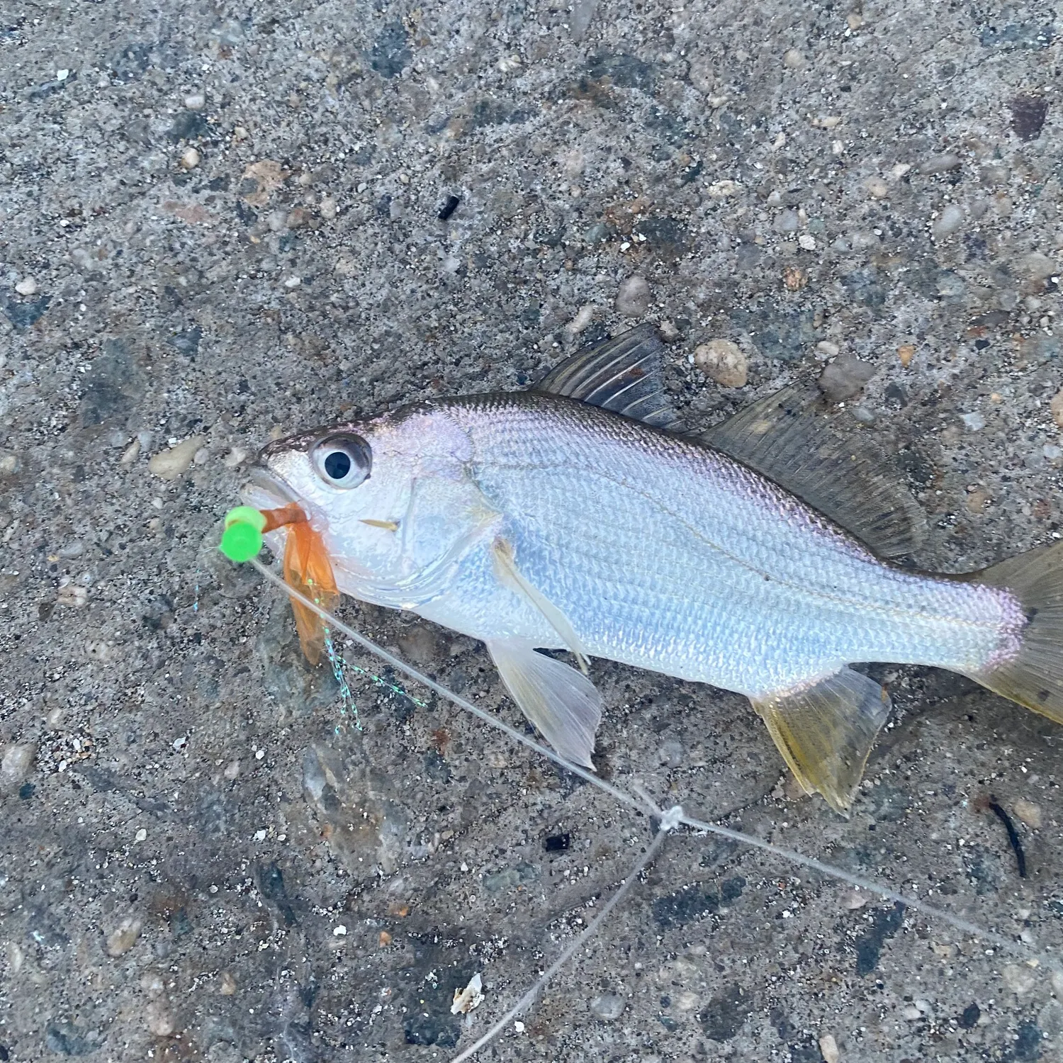 The most recent Silver perch catches on Fishbrain