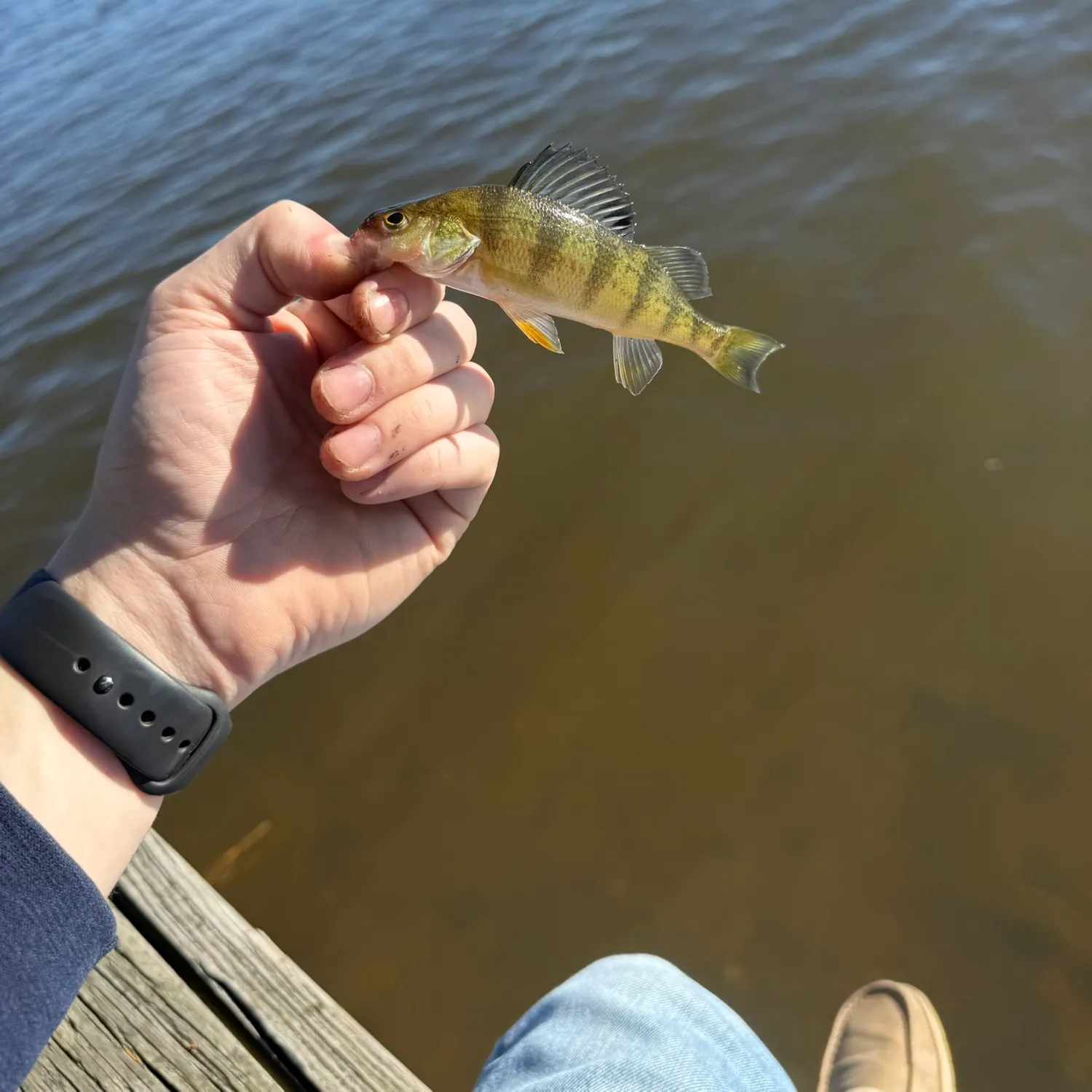 Yellow perch caught on Fishbrain