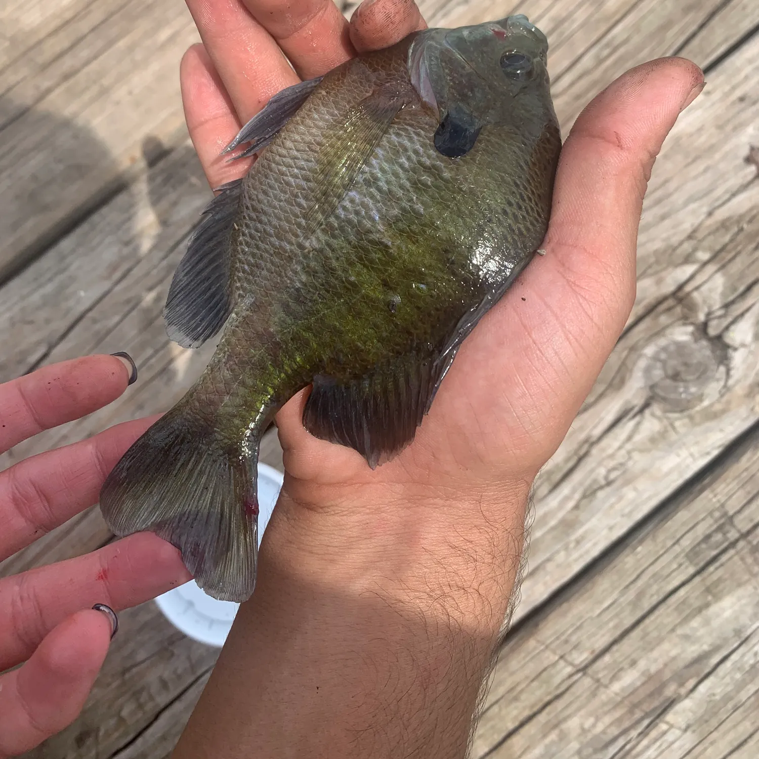 catch
