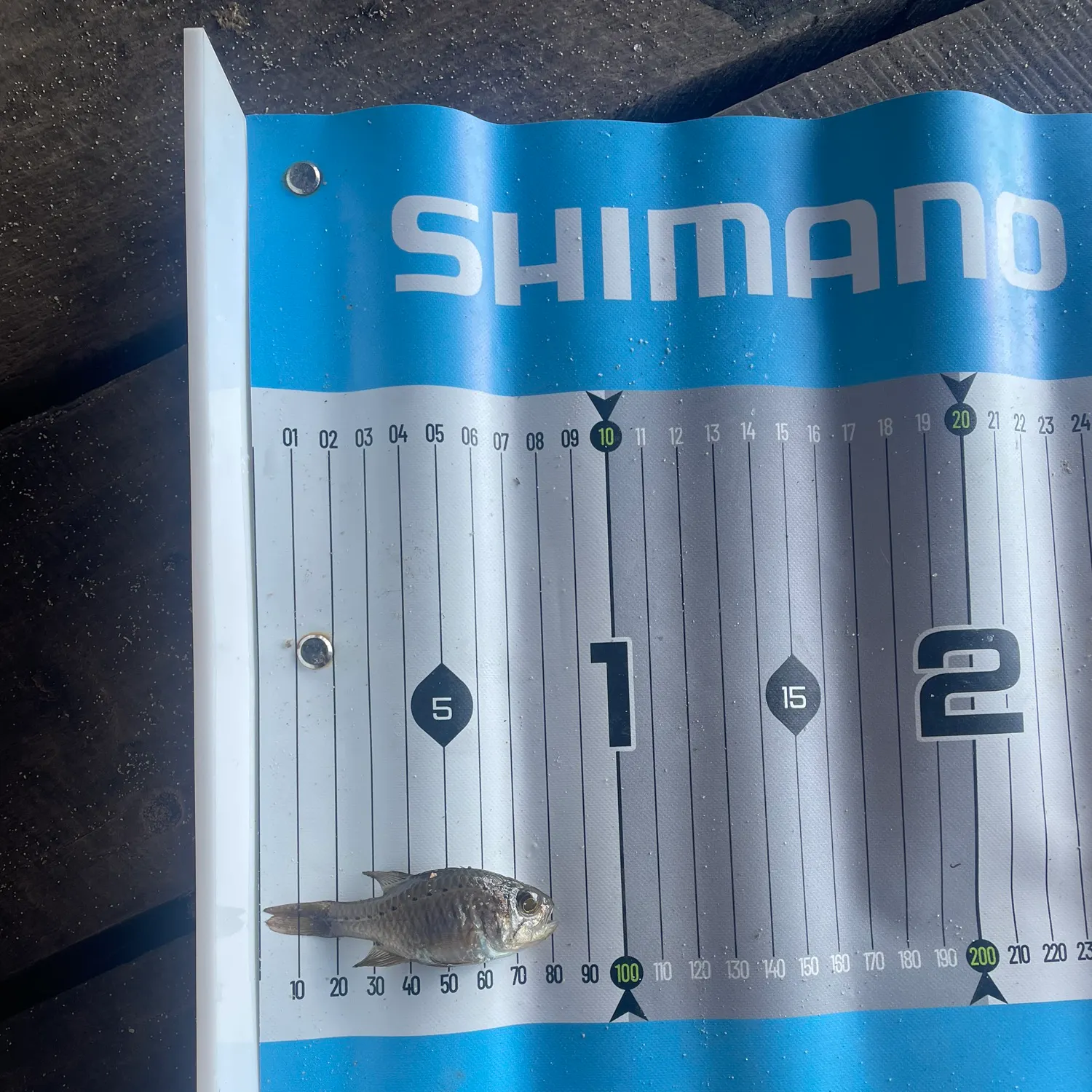 The most recent Gobbleguts catches on Fishbrain