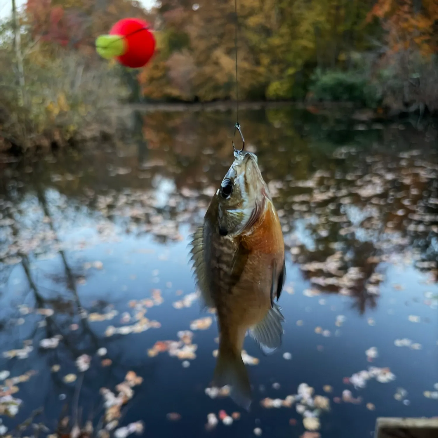 Bluegill caught on Fishbrain