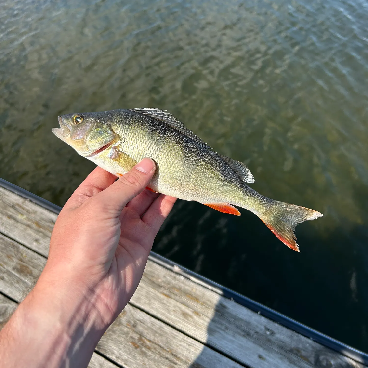 European perch caught on Fishbrain