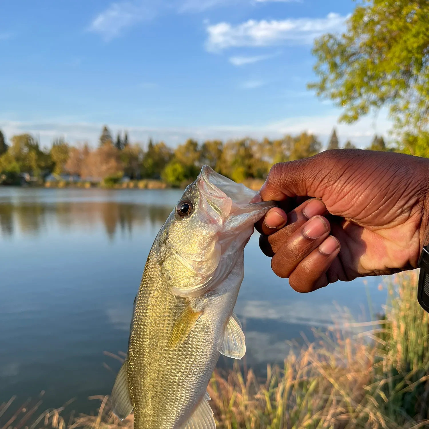 Largemouth bass caught on Fishbrain