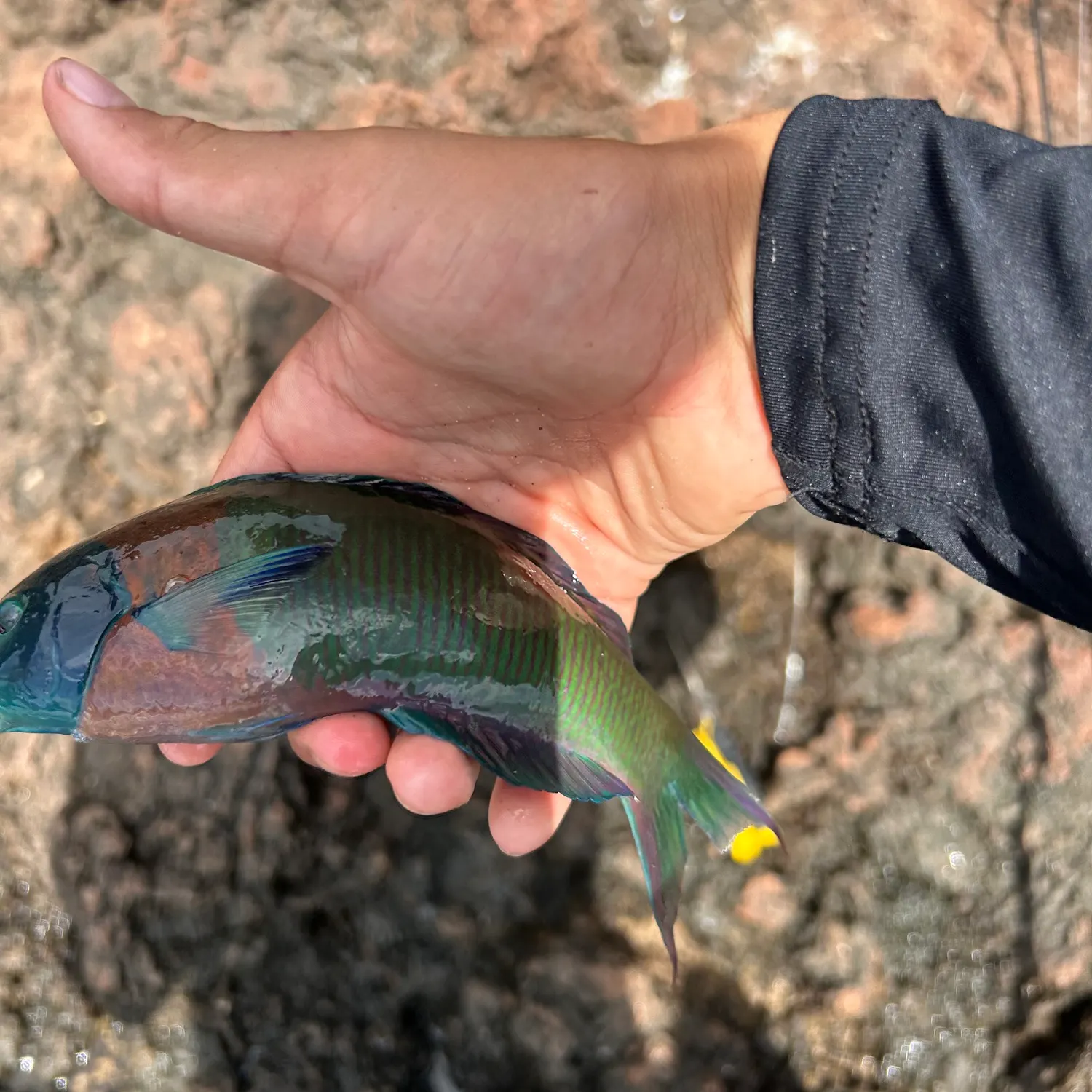 The most recent Saddle wrasse catches on Fishbrain