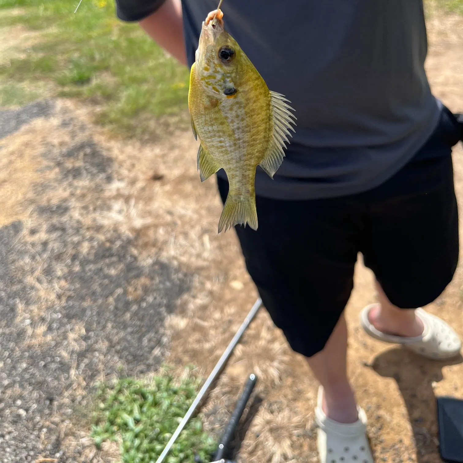 Green sunfish caught on Fishbrain
