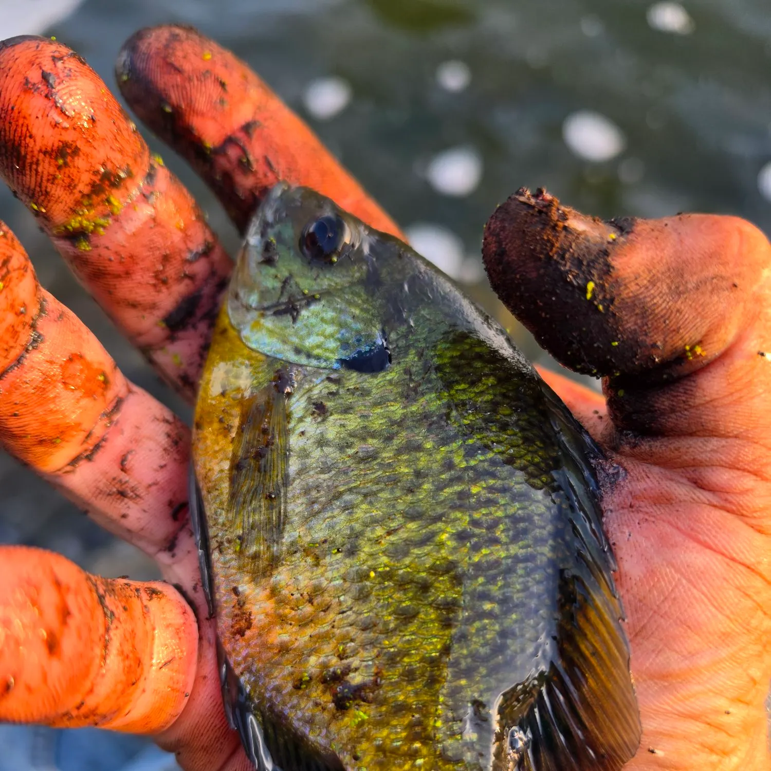 Bluegill caught on Fishbrain