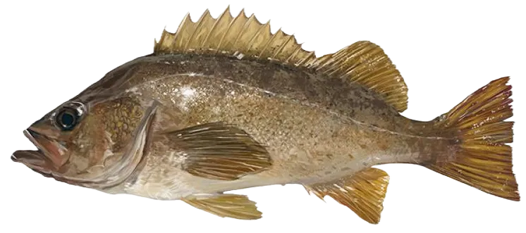 Yellowtail rockfish