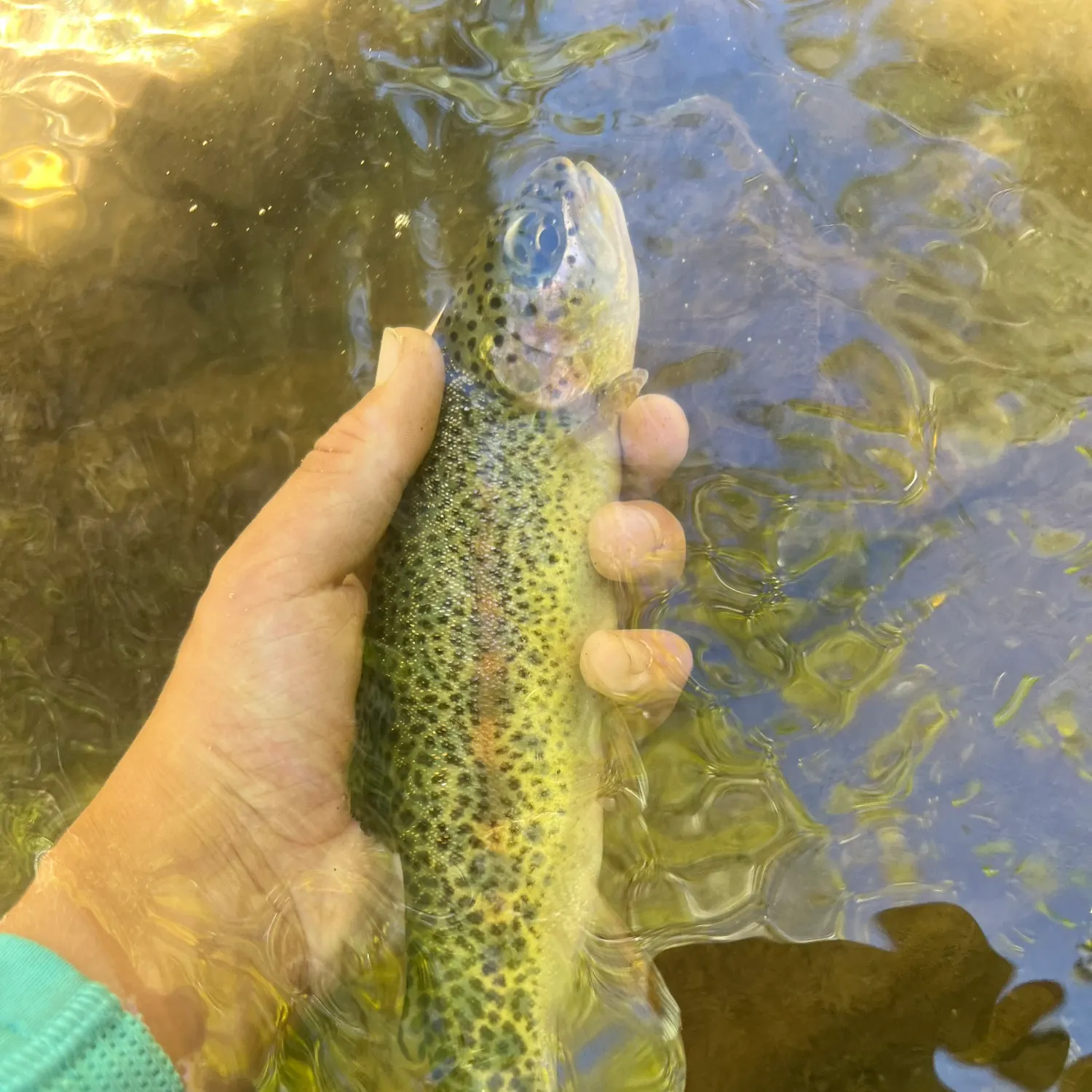 Rainbow trout caught on Fishbrain