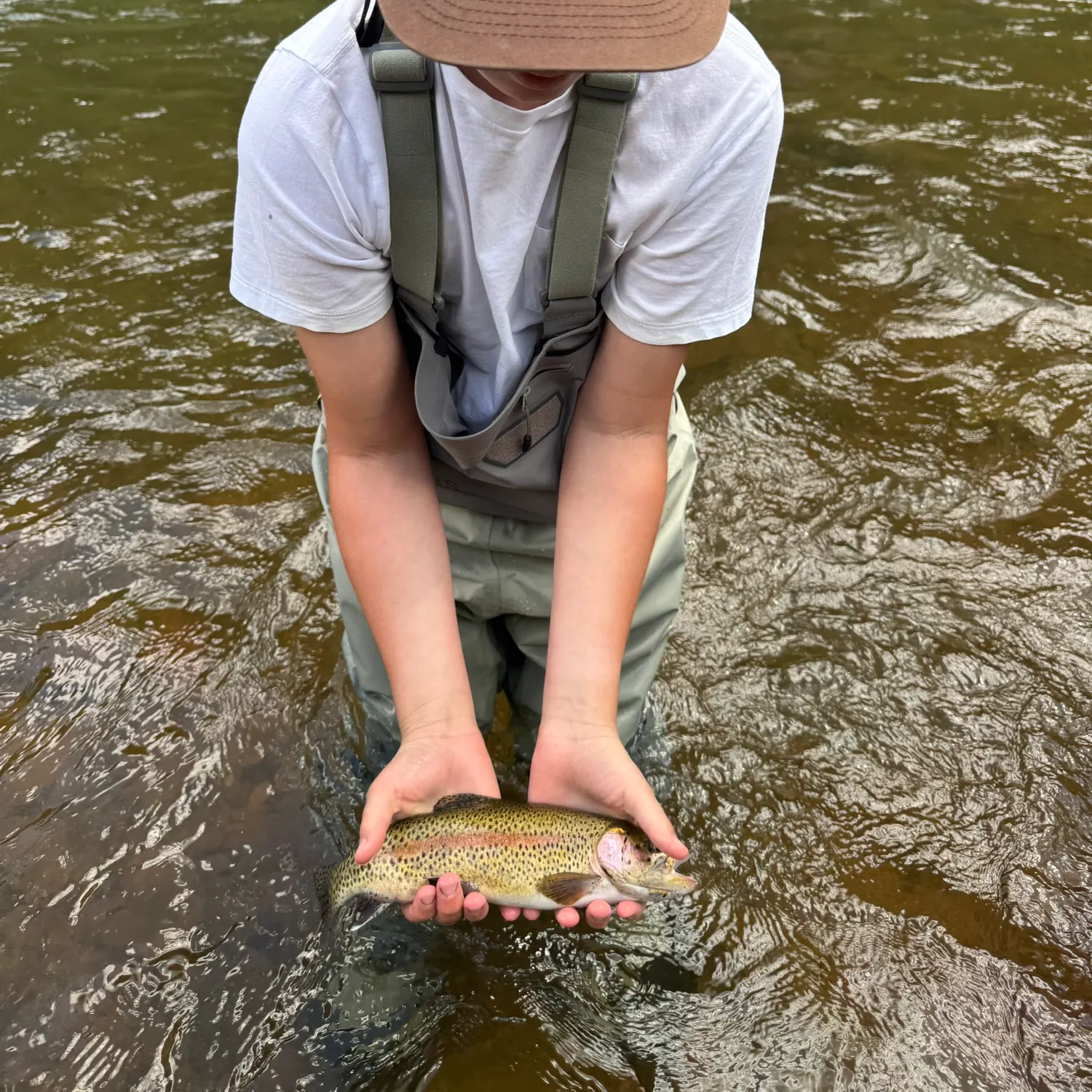 Brown trout caught on Fishbrain