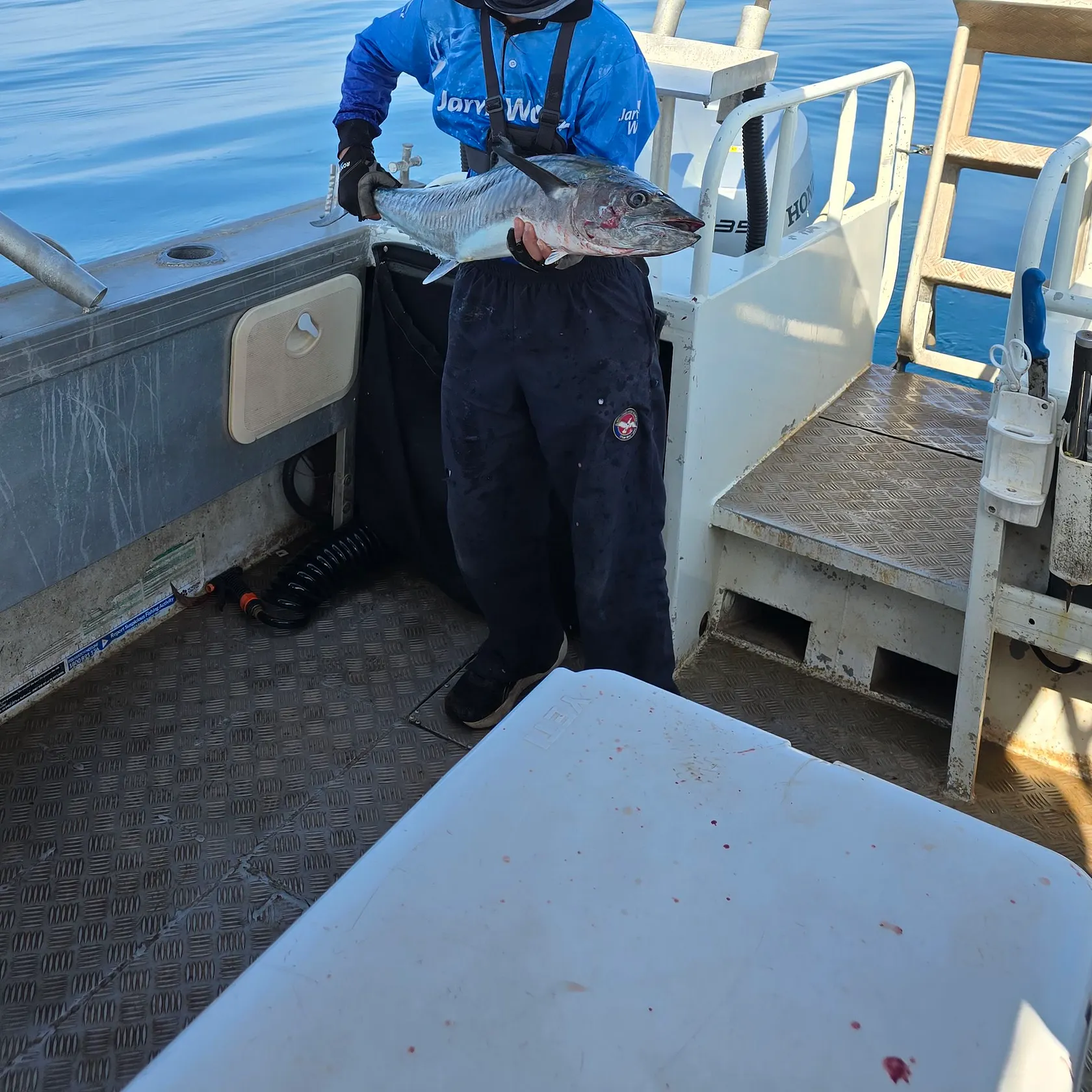 The most recent Narrow-barred Spanish mackerel catches on Fishbrain