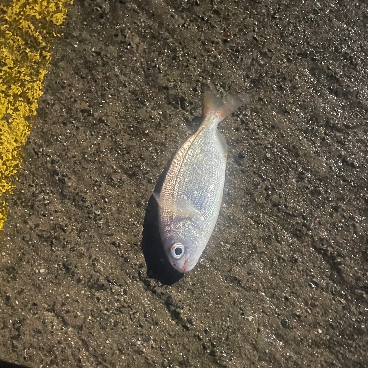 The most recent Red seabream catches on Fishbrain