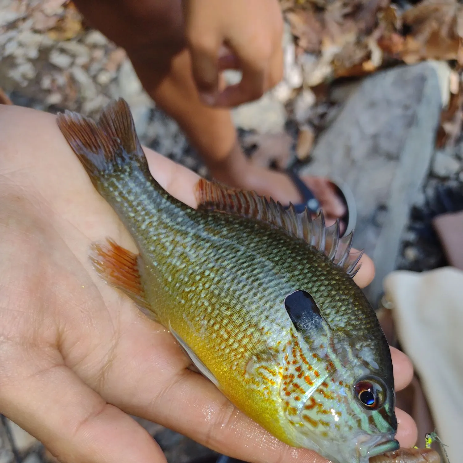 The most popular recent Plains longear sunfish catch on Fishbrain