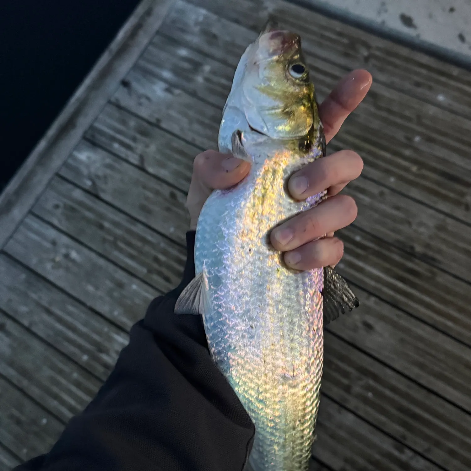 The most recent Hickory shad catches on Fishbrain
