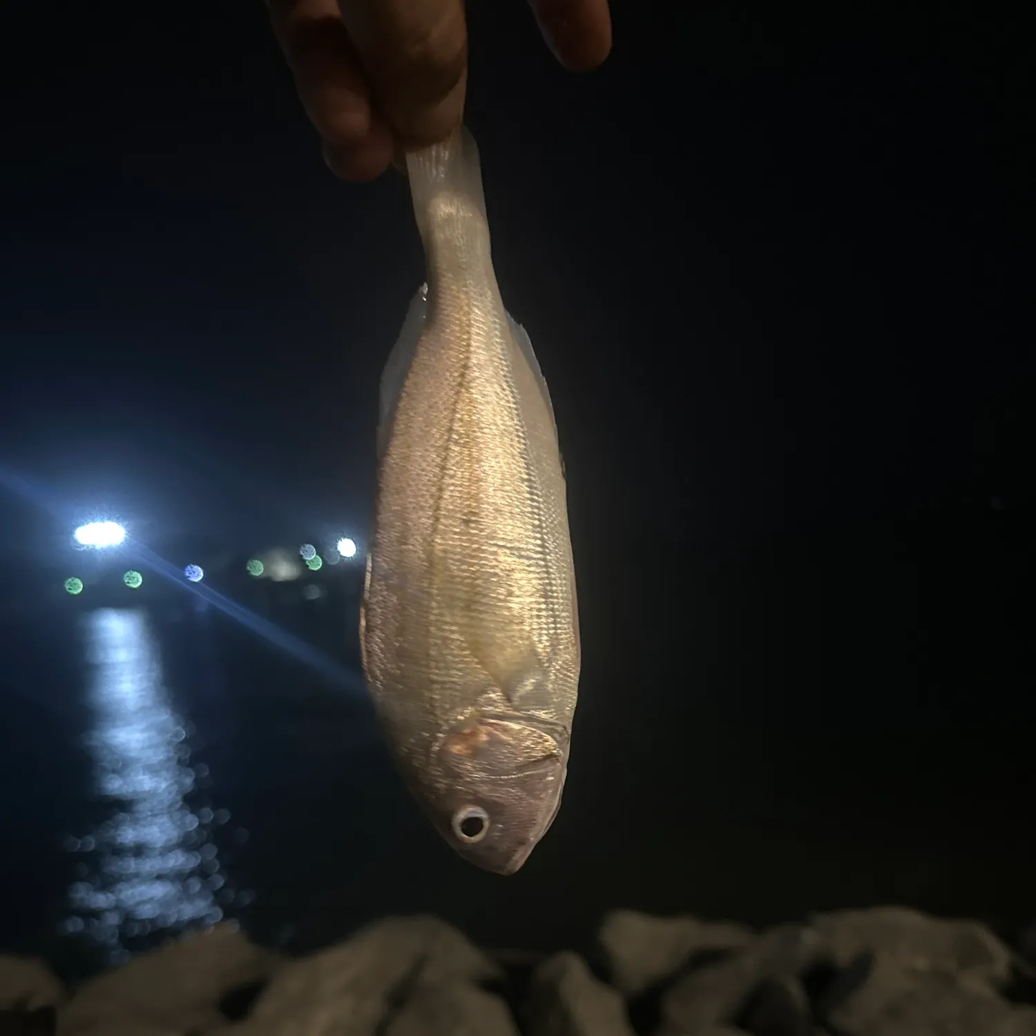 The most recent Goldlined seabream catches on Fishbrain
