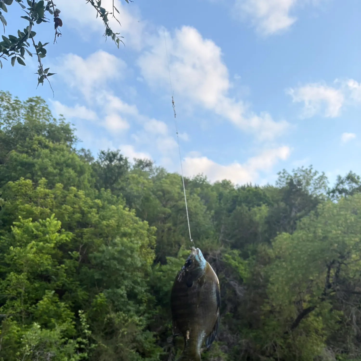 Bluegill caught on Fishbrain