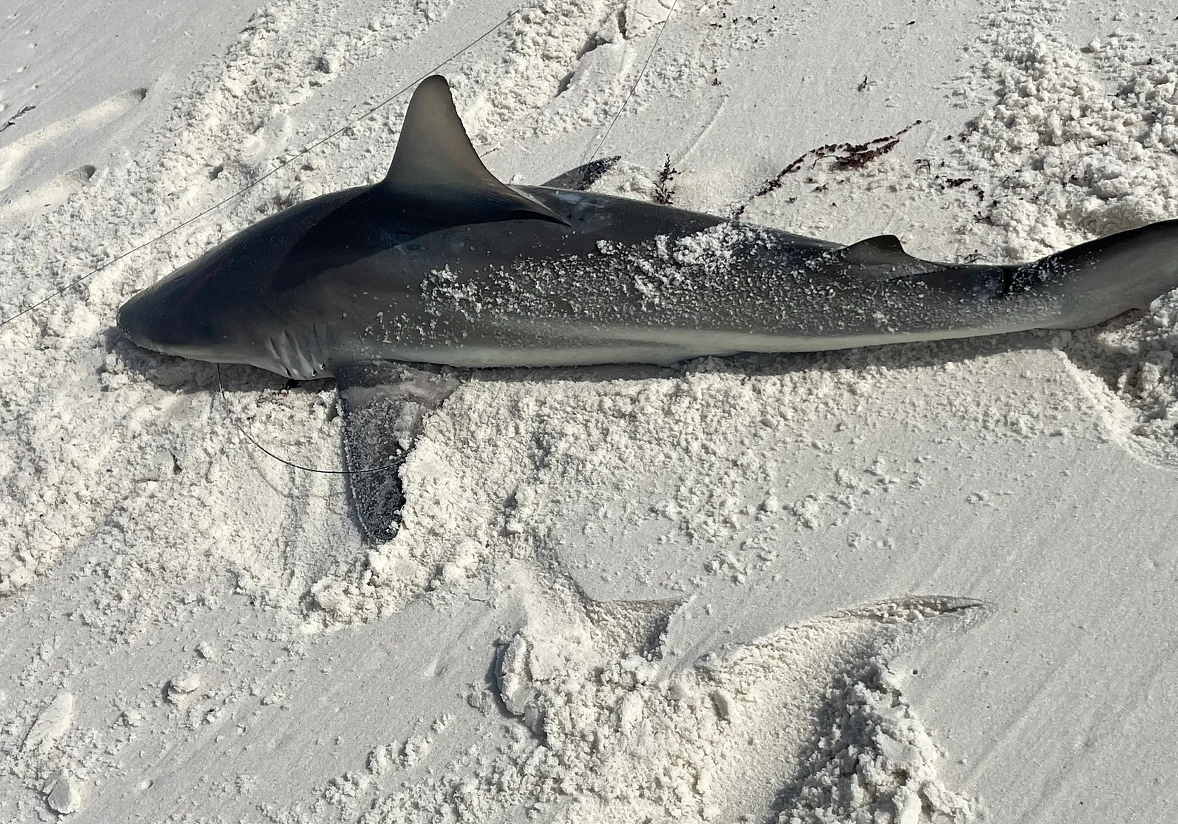 Spinner shark