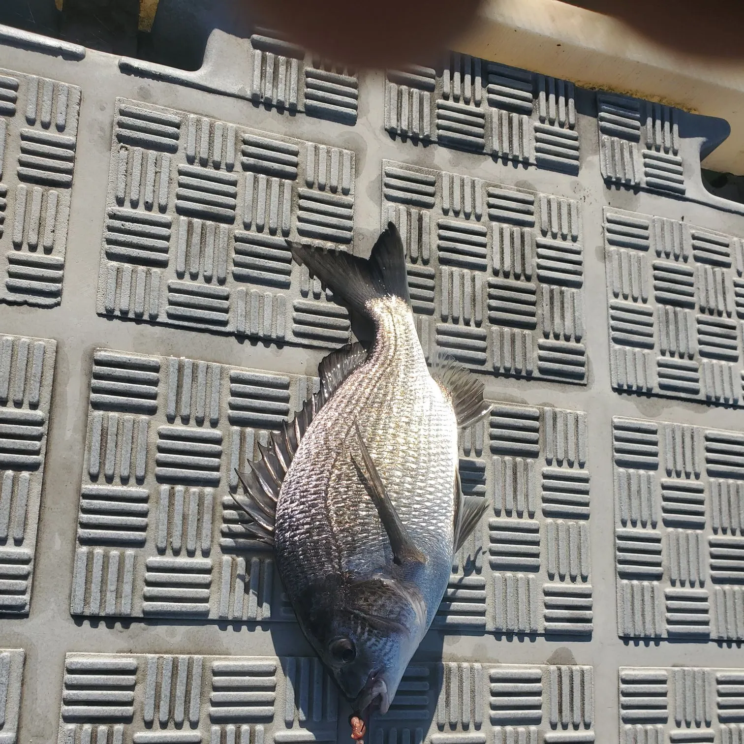 most liked catch image