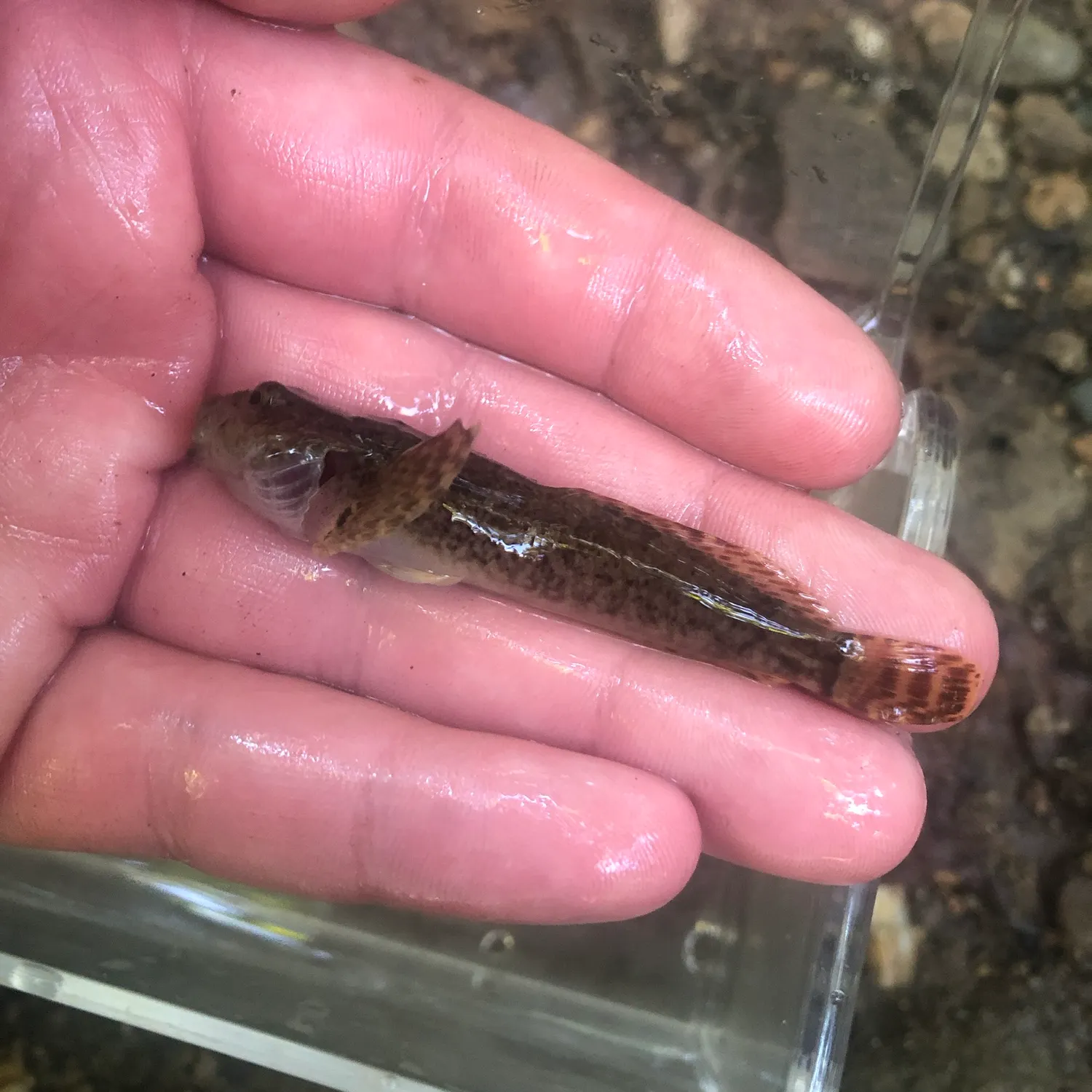The most recent Slimy sculpin catches on Fishbrain