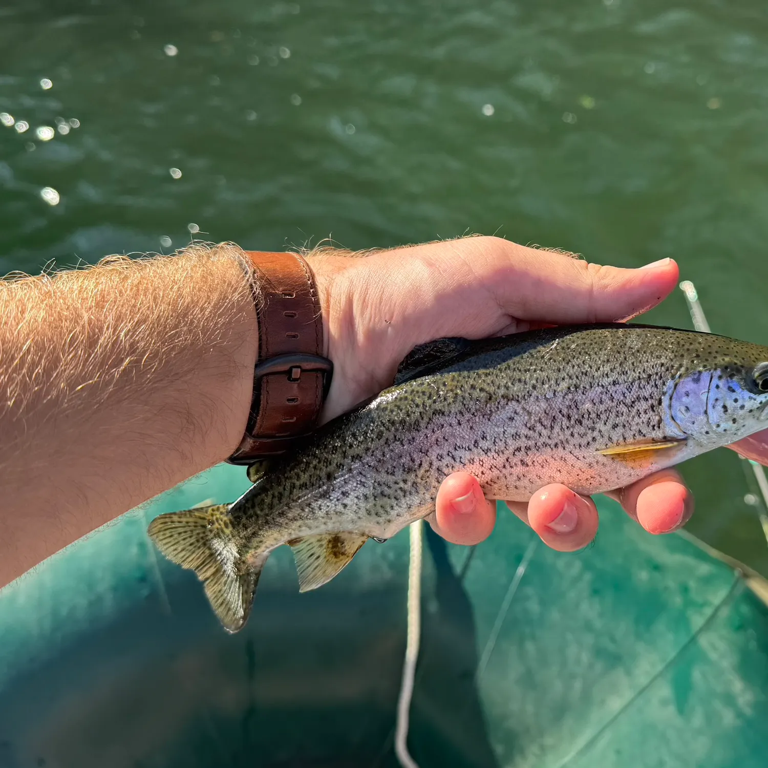 Rainbow trout caught on Fishbrain