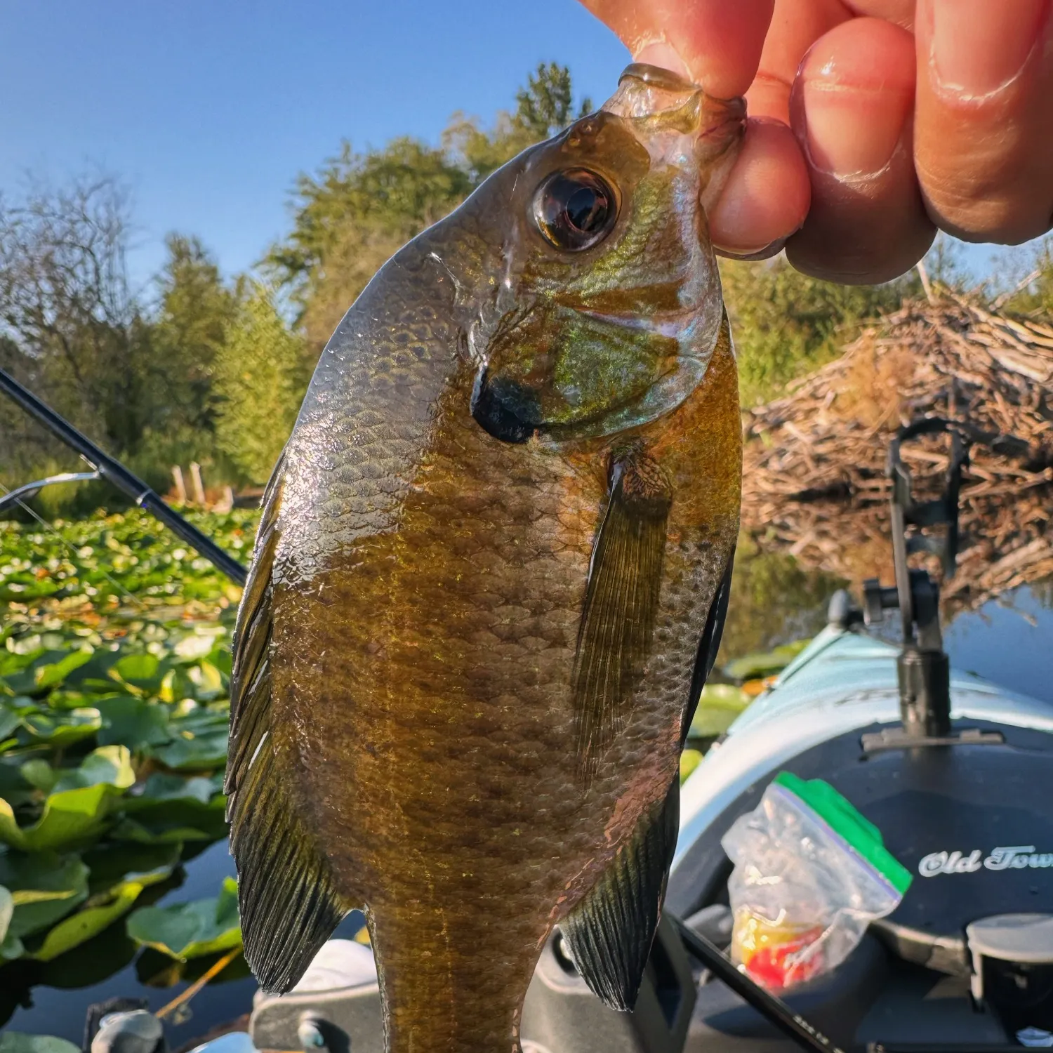 Bluegill caught on Fishbrain