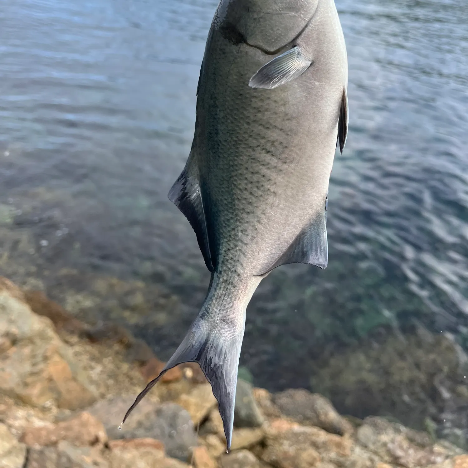 The most recent Halfmoon catches on Fishbrain