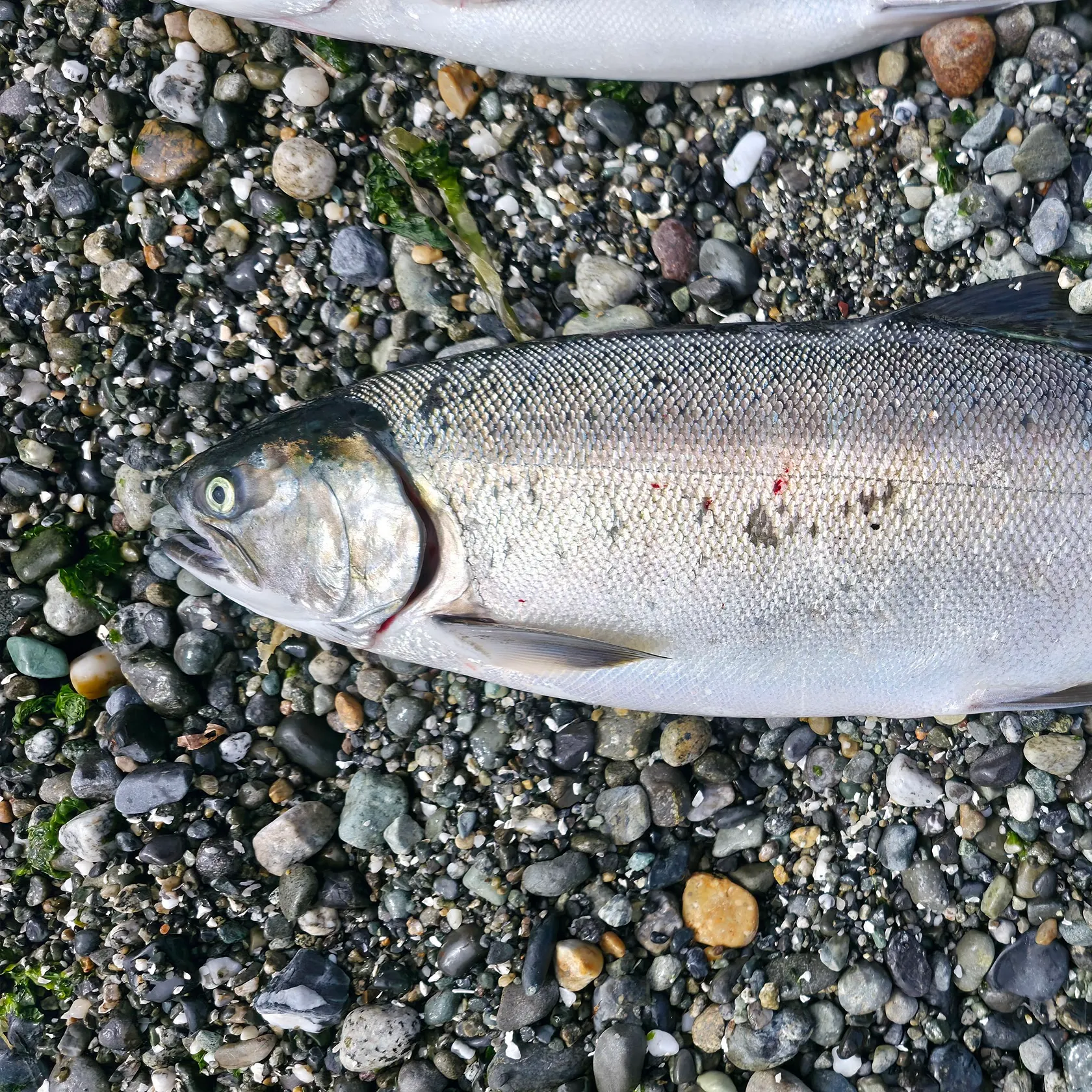 Coho salmon caught on Fishbrain