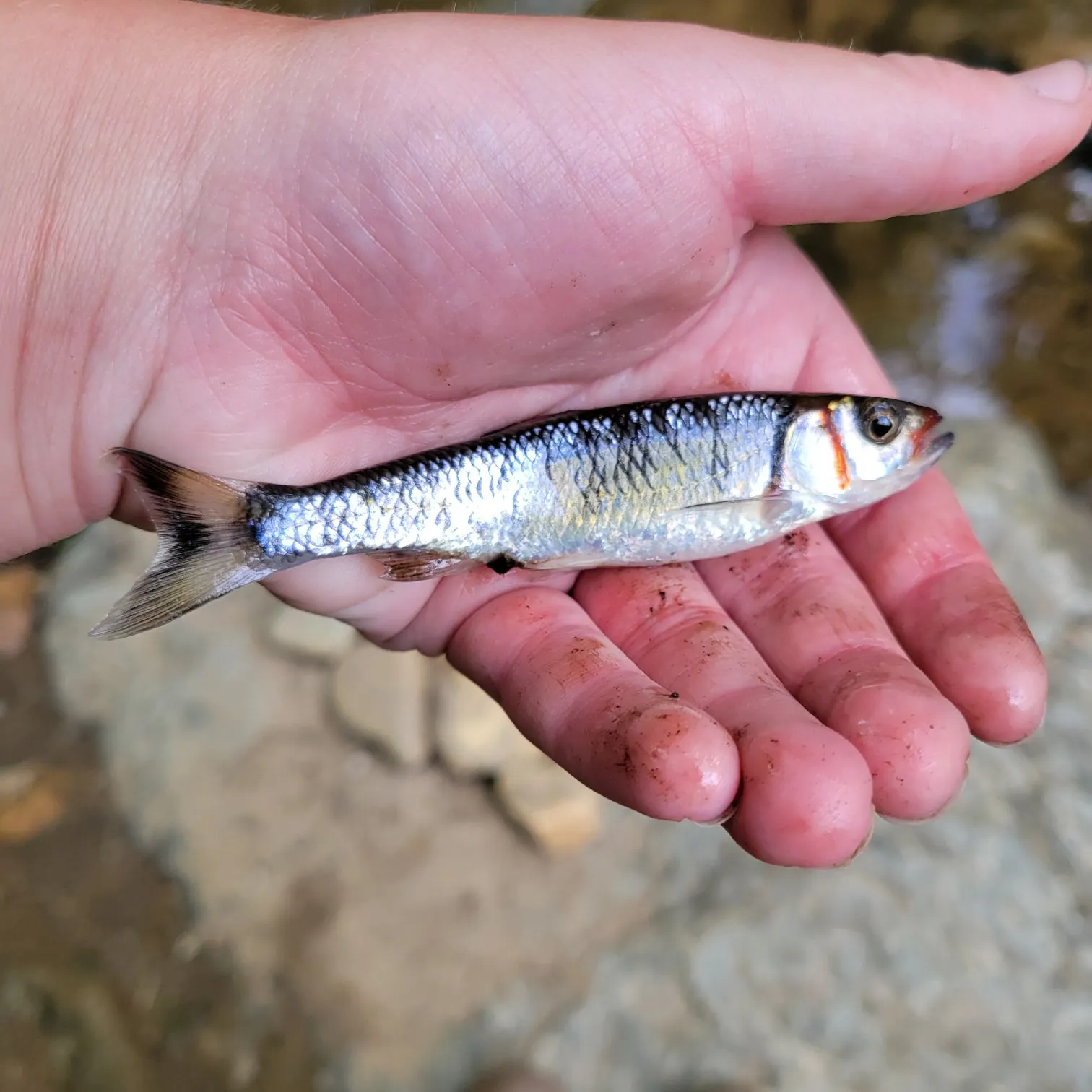 The most recent Warpaint shiner catches on Fishbrain