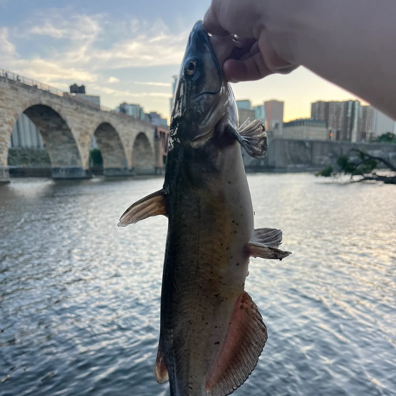 Fish caught on Fishbrain