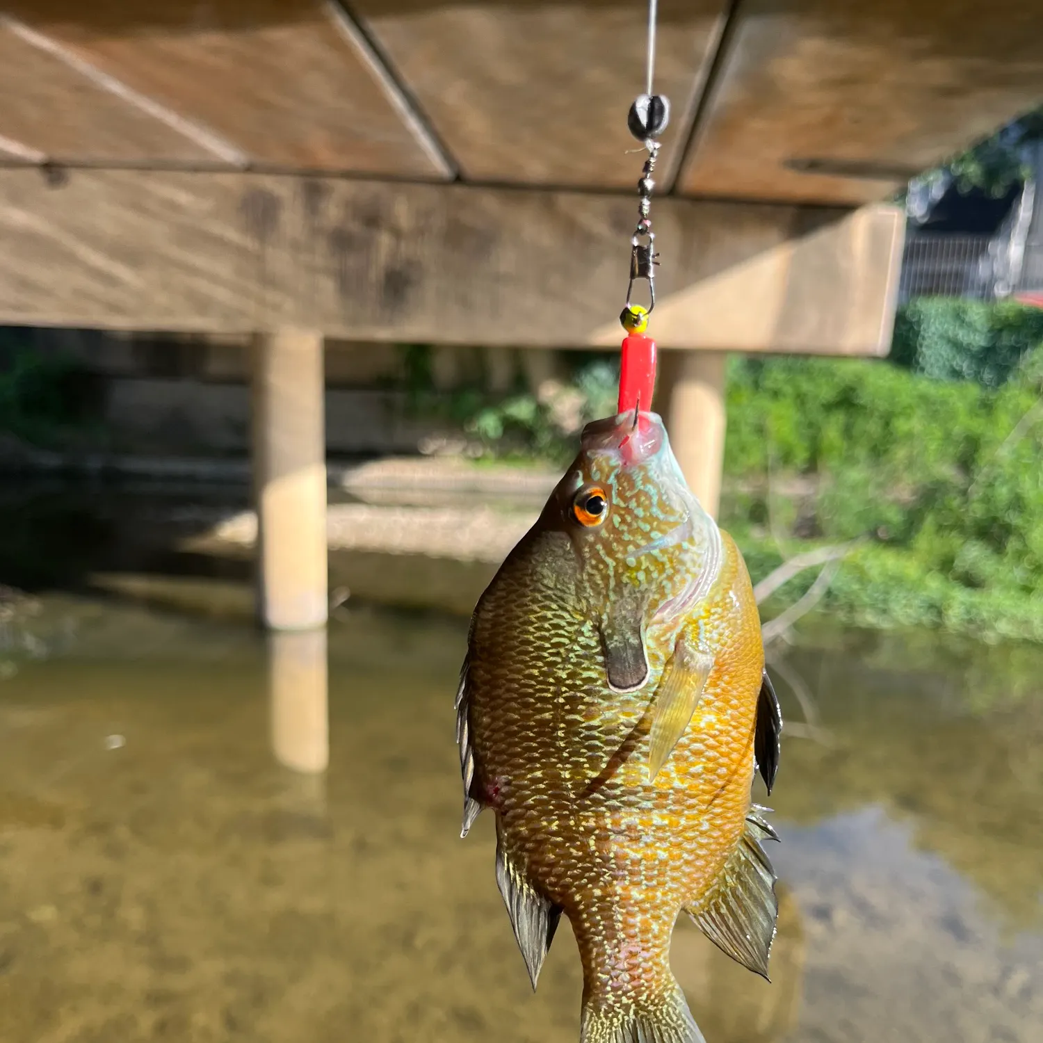 The most recent Longear sunfish catches on Fishbrain