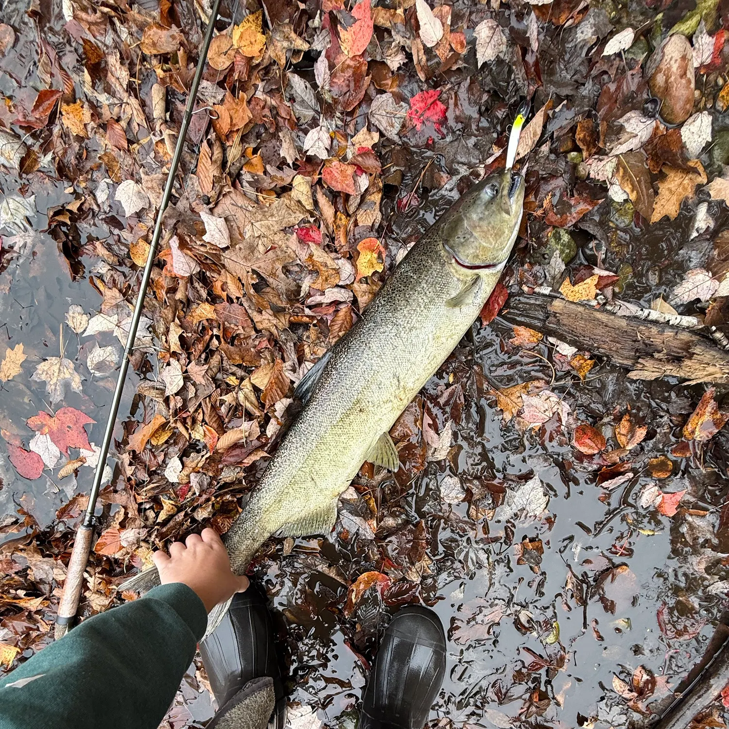 Chinook salmon caught on Fishbrain
