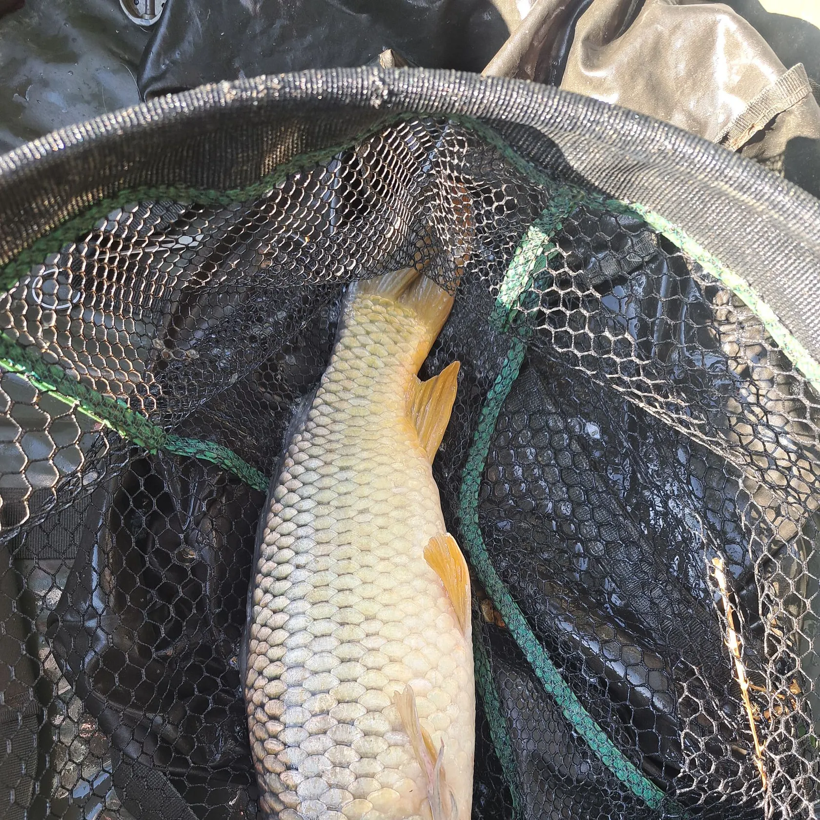 Common carp caught on Fishbrain