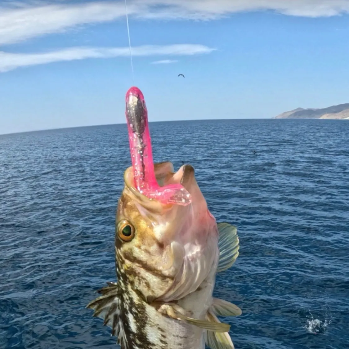 Kelp bass caught on Fishbrain