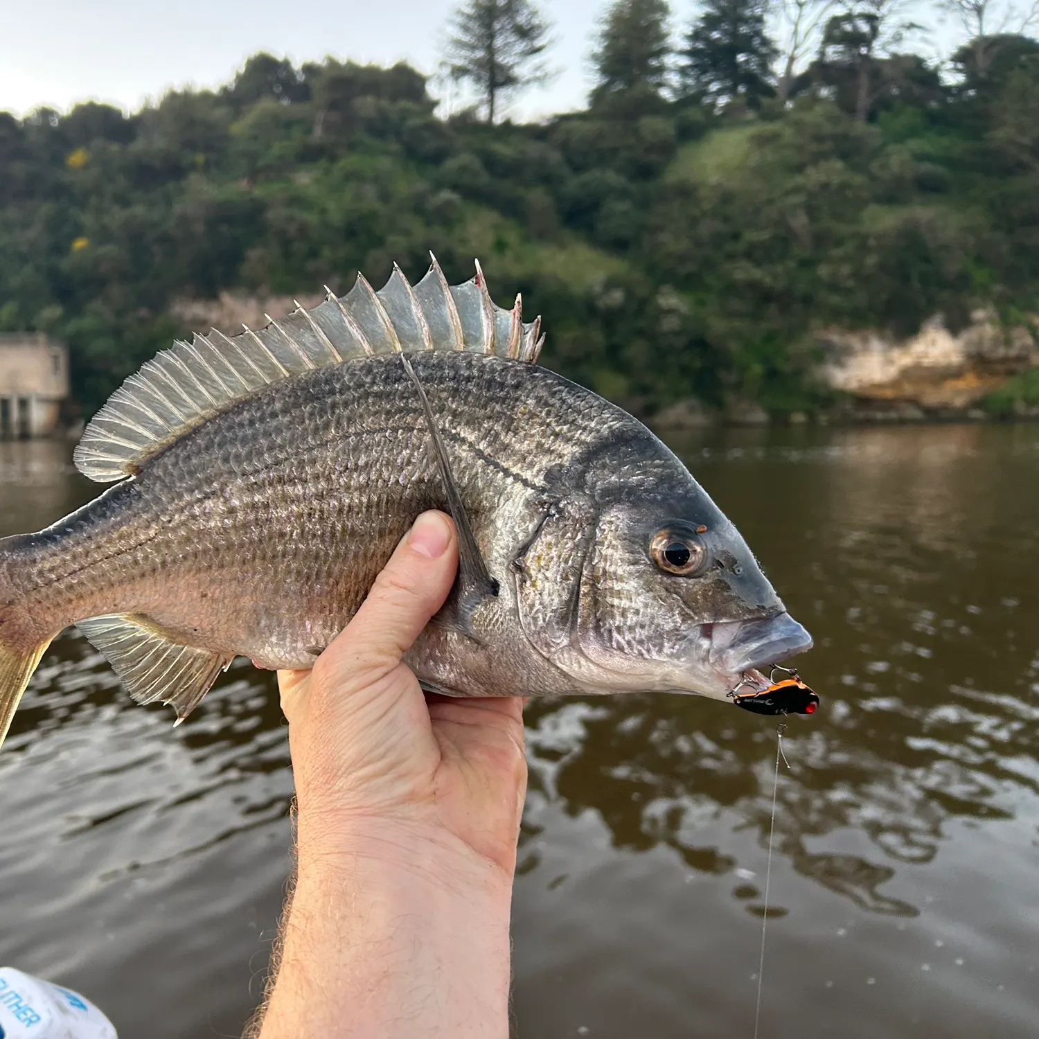Southern black bream caught on Fishbrain