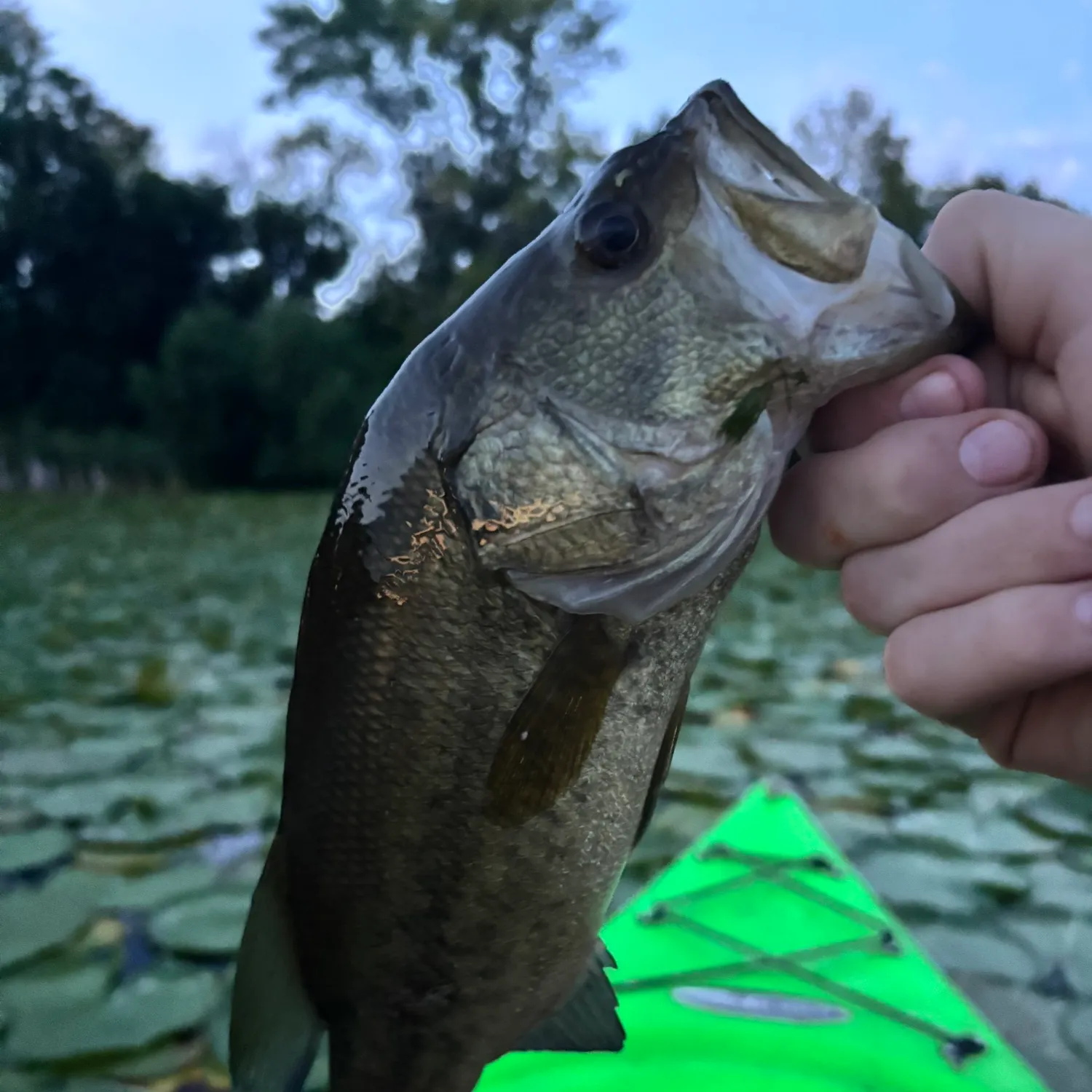 Largemouth bass caught on Fishbrain