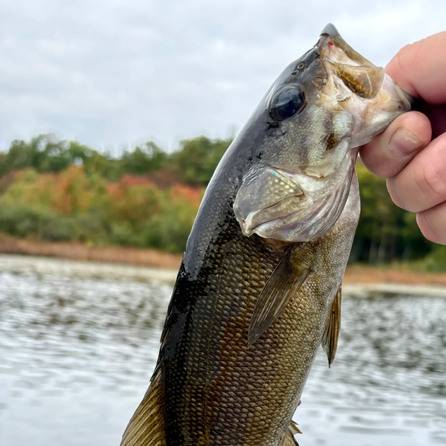 Smallmouth bass caught on Fishbrain