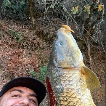 Common carp caught on Fishbrain
