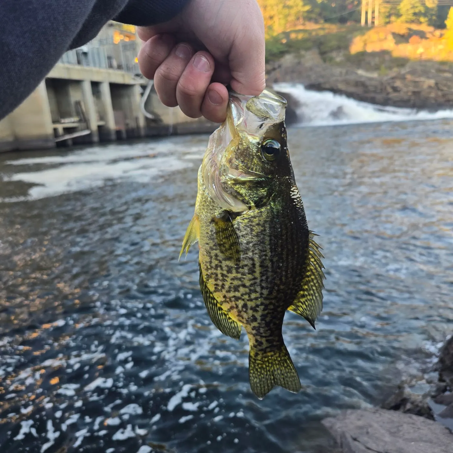 Black crappie caught on Fishbrain