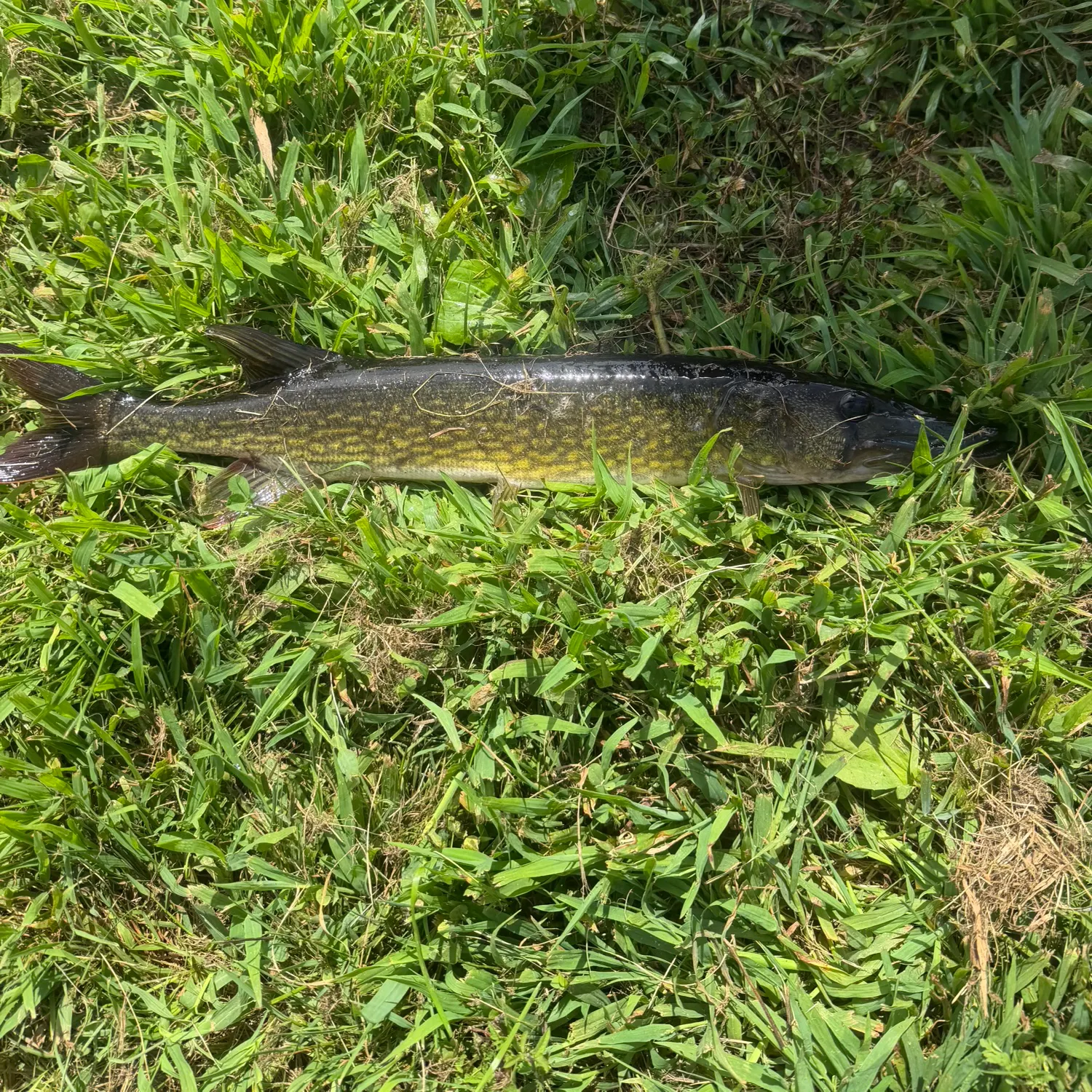 Chain pickerel caught on Fishbrain