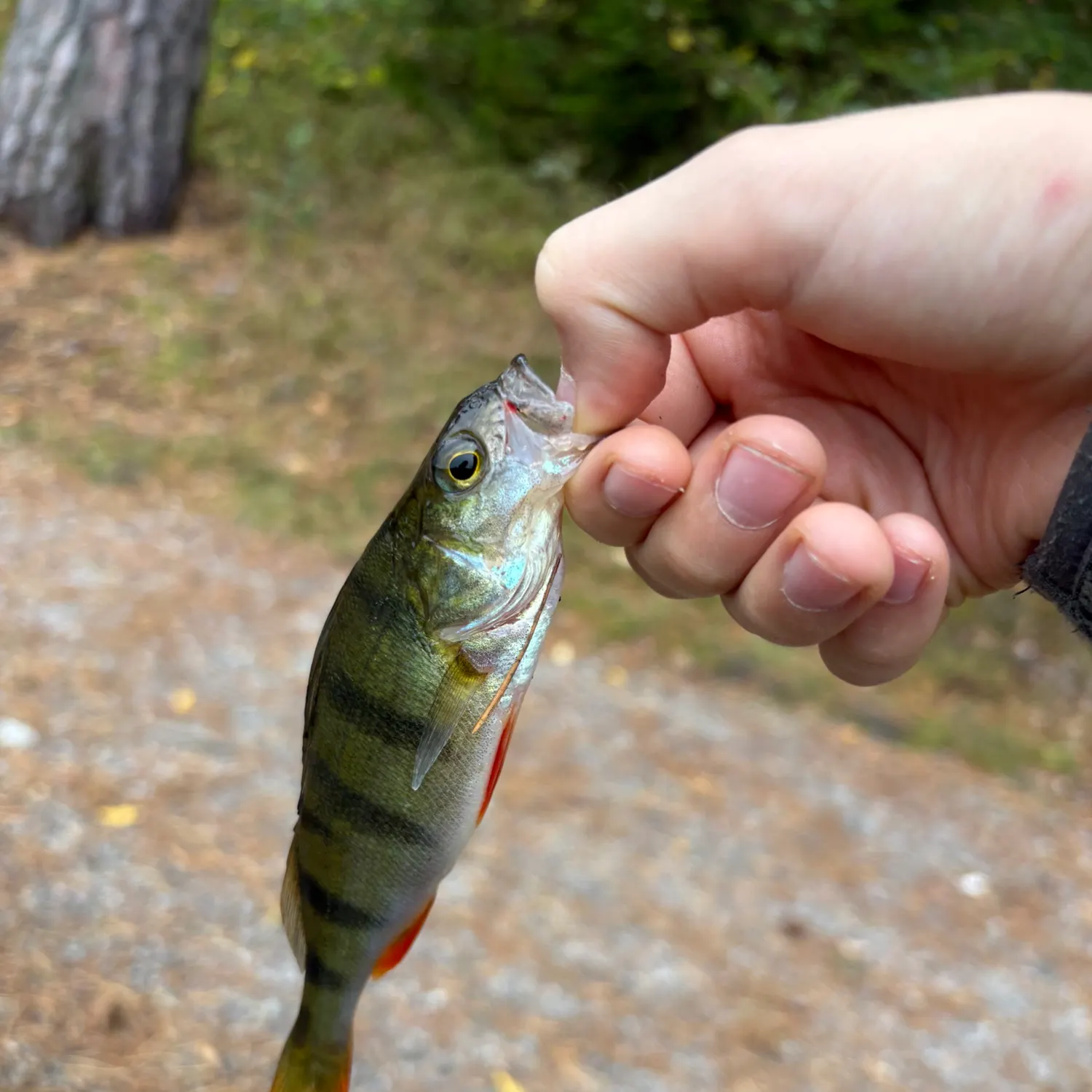 European perch caught on Fishbrain