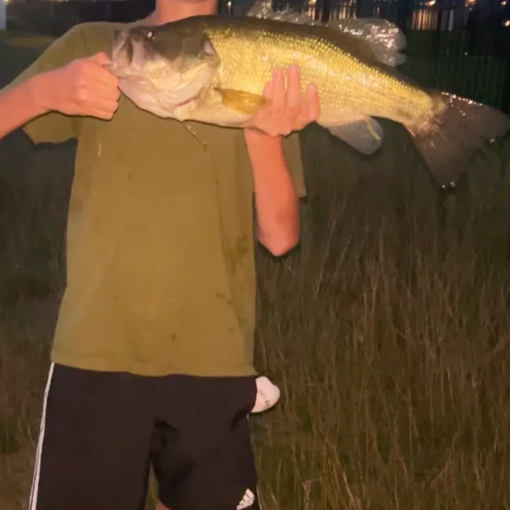 The most recent Dusky shark catches on Fishbrain
