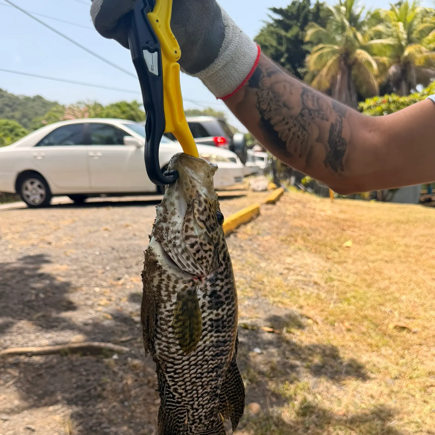 The most recent Jaguar cichlid catches on Fishbrain