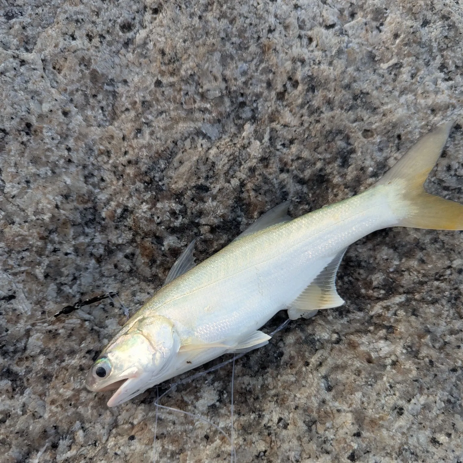 The most recent Fourfinger threadfin catches on Fishbrain