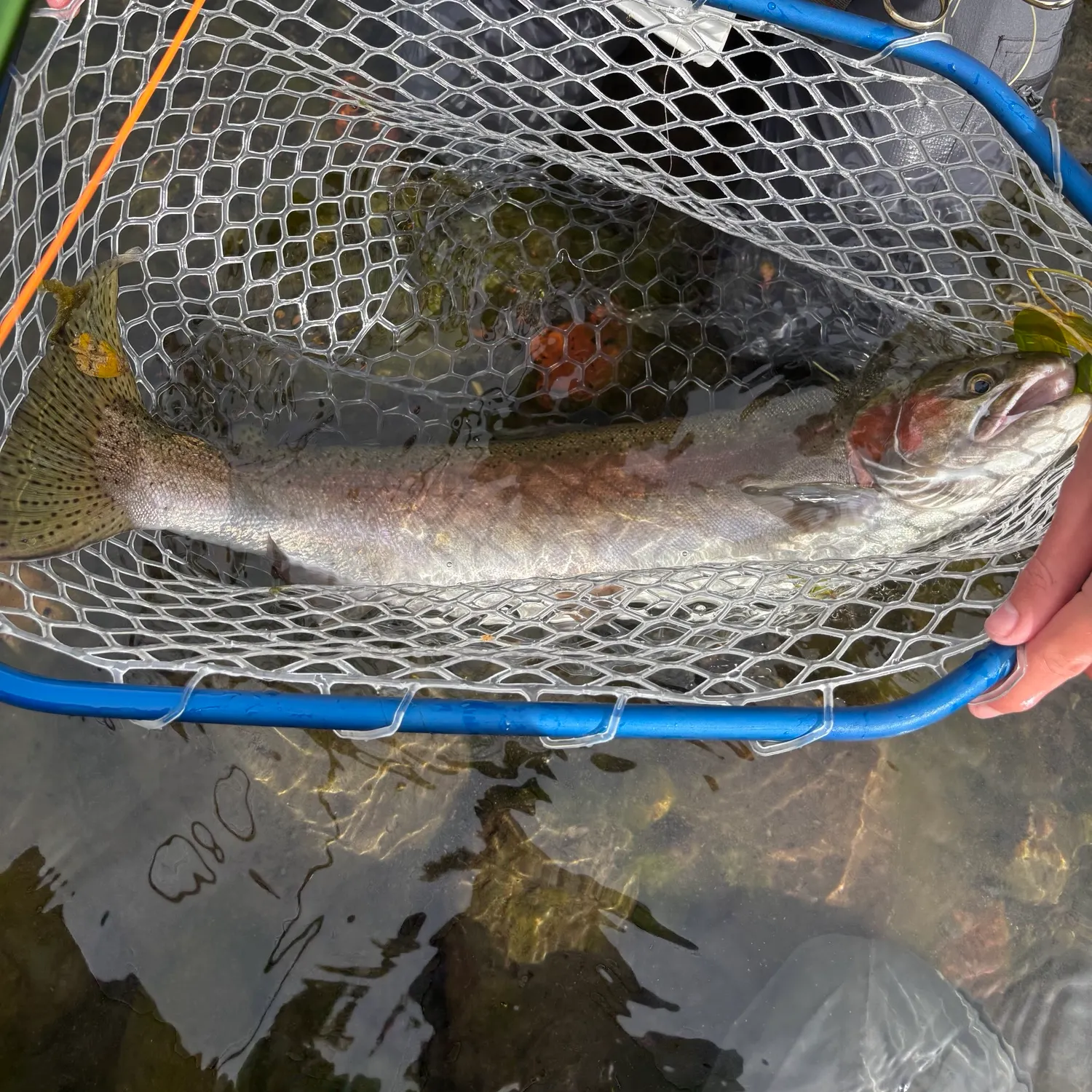 Steelhead caught on Fishbrain