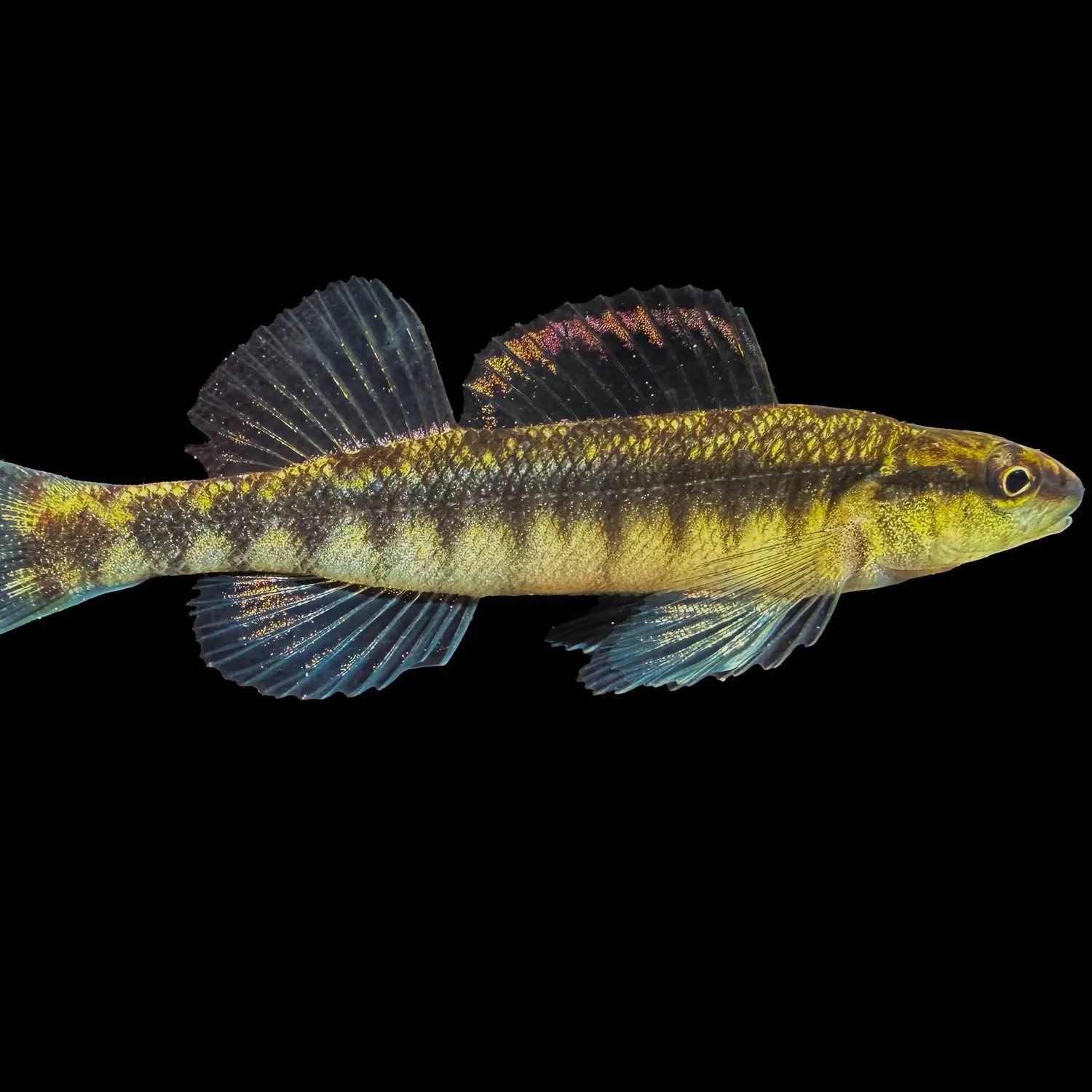 The most recent Westfalls darter catches on Fishbrain