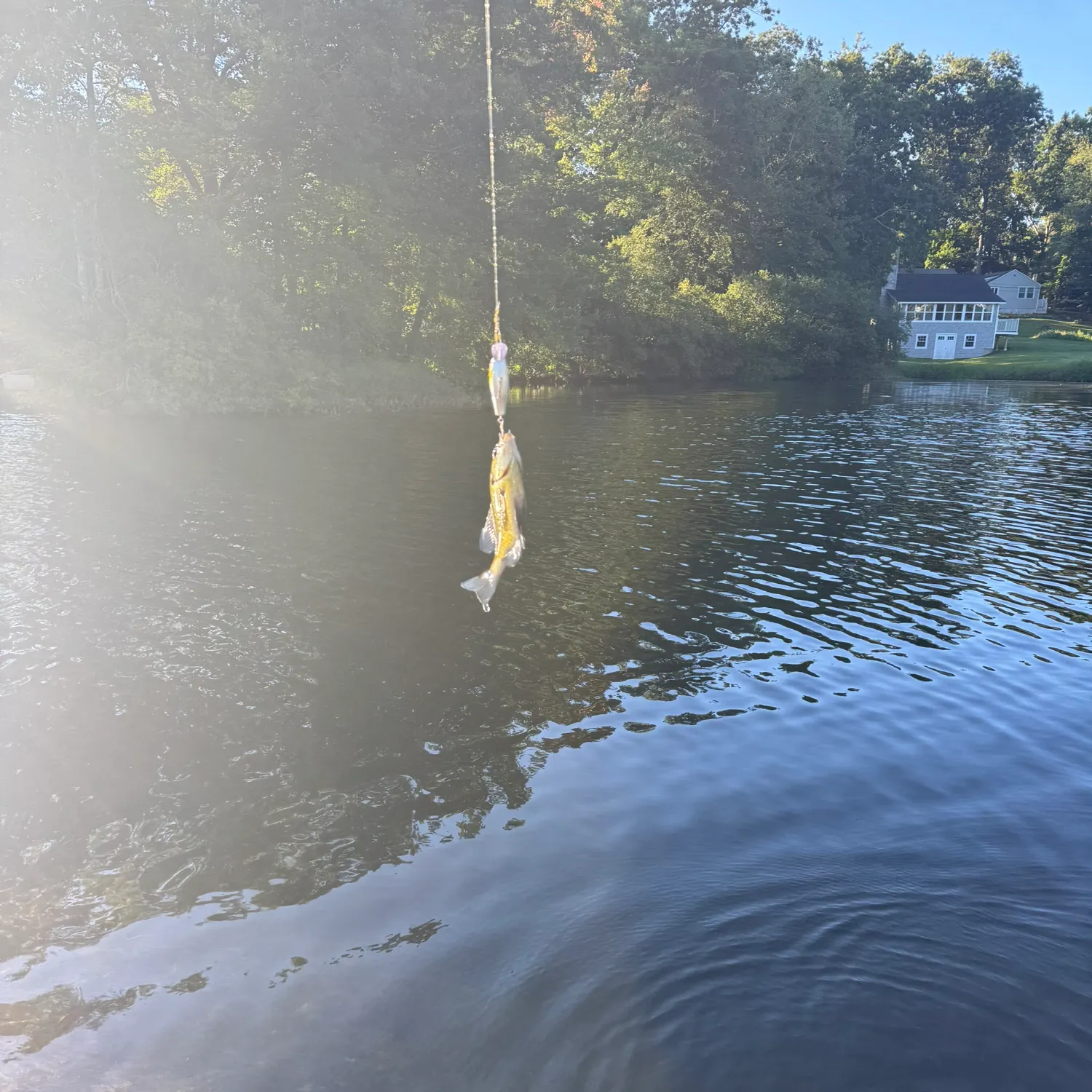 Pumpkinseed caught on Fishbrain