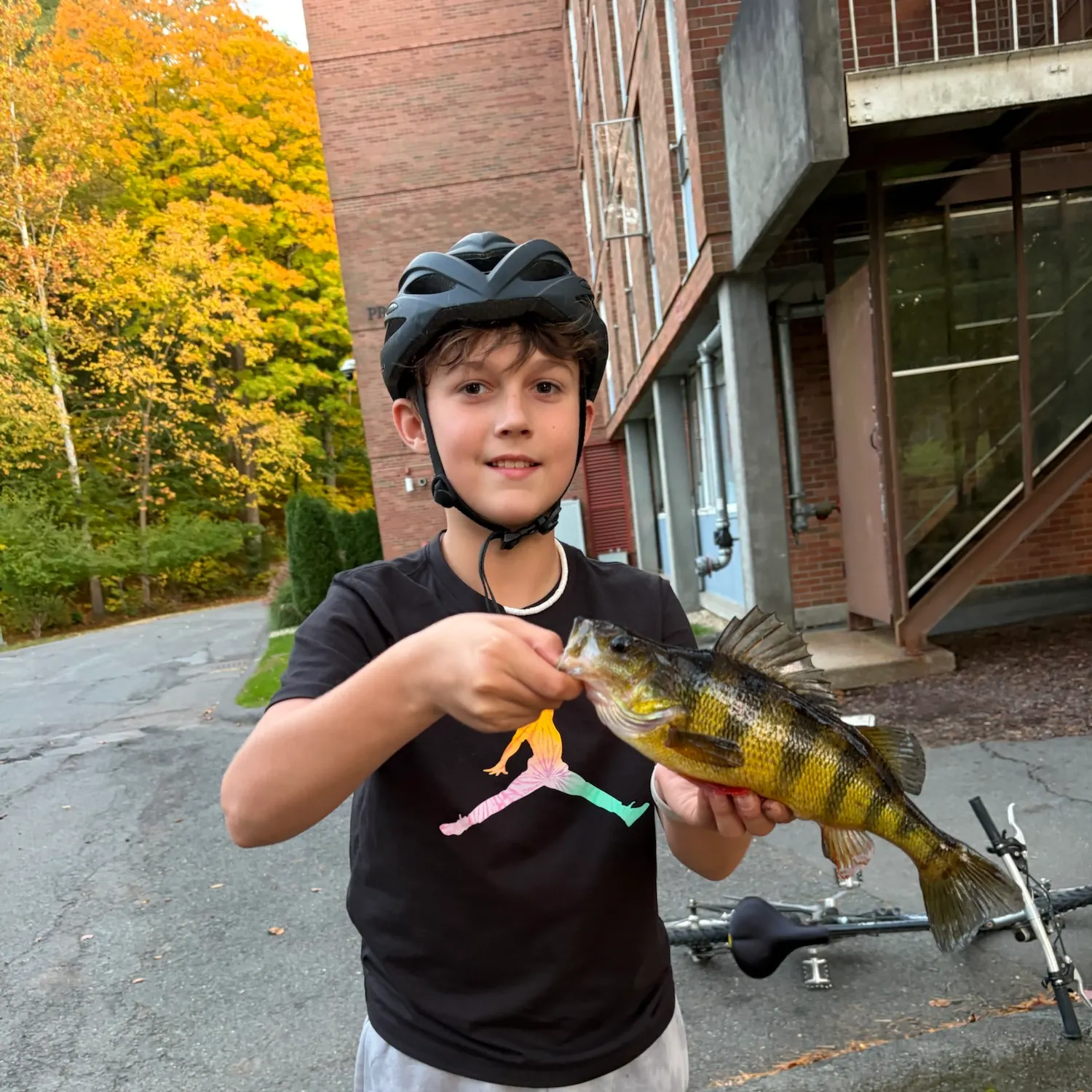 Yellow perch caught on Fishbrain