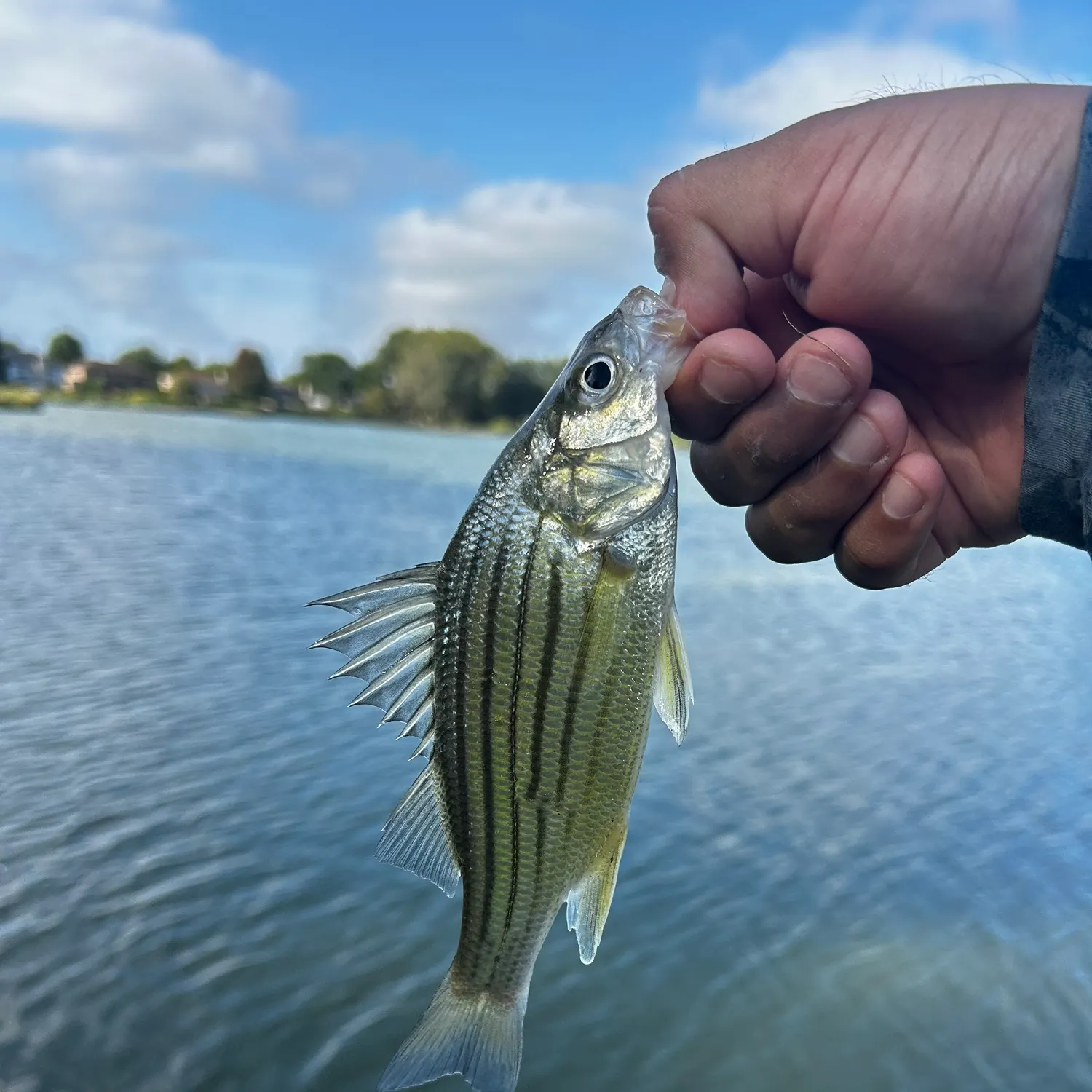 Yellow bass caught on Fishbrain