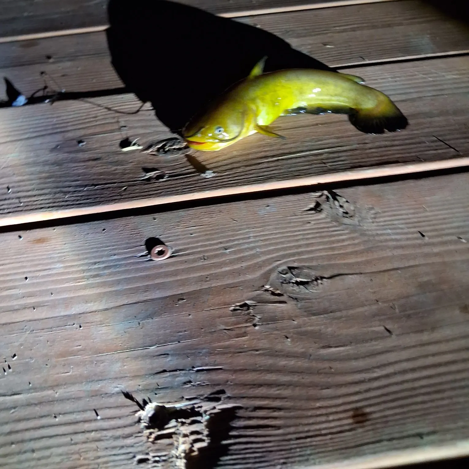 catch