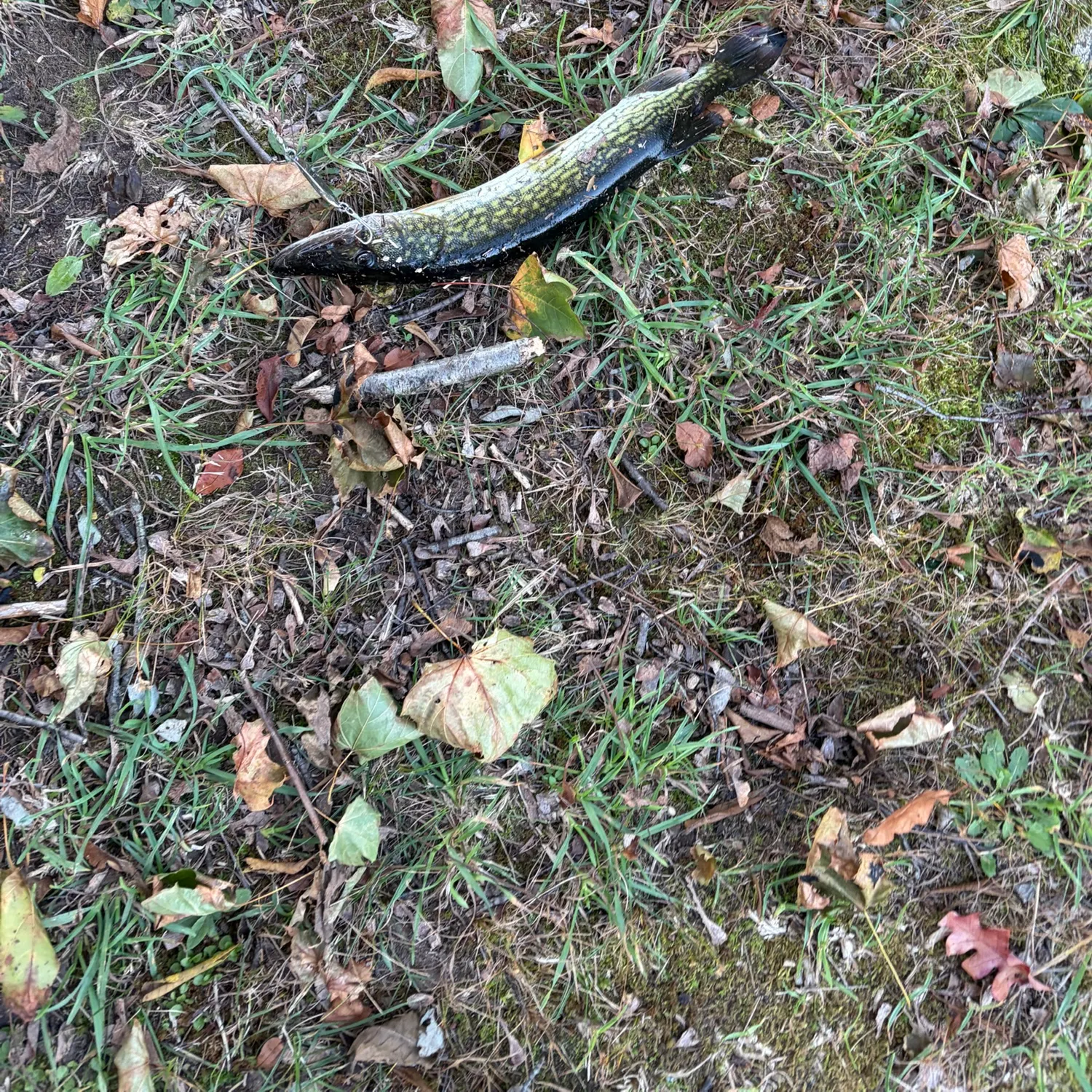 Chain pickerel caught on Fishbrain